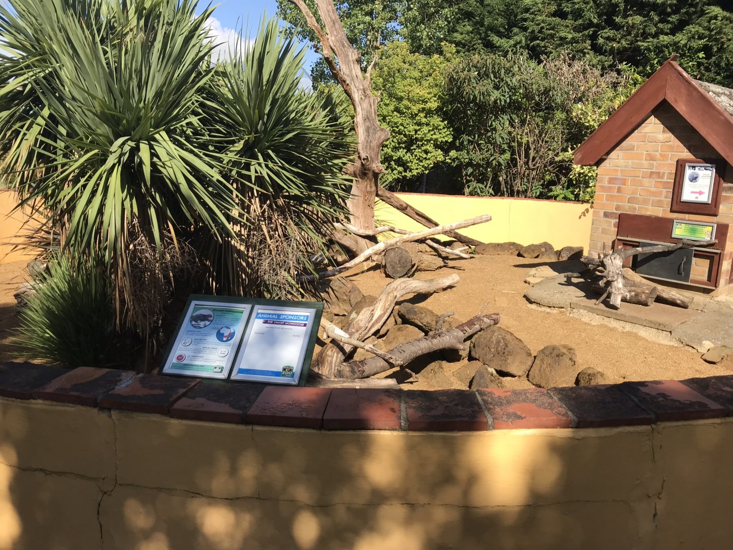 Dwarf mongoose exhibit 100818