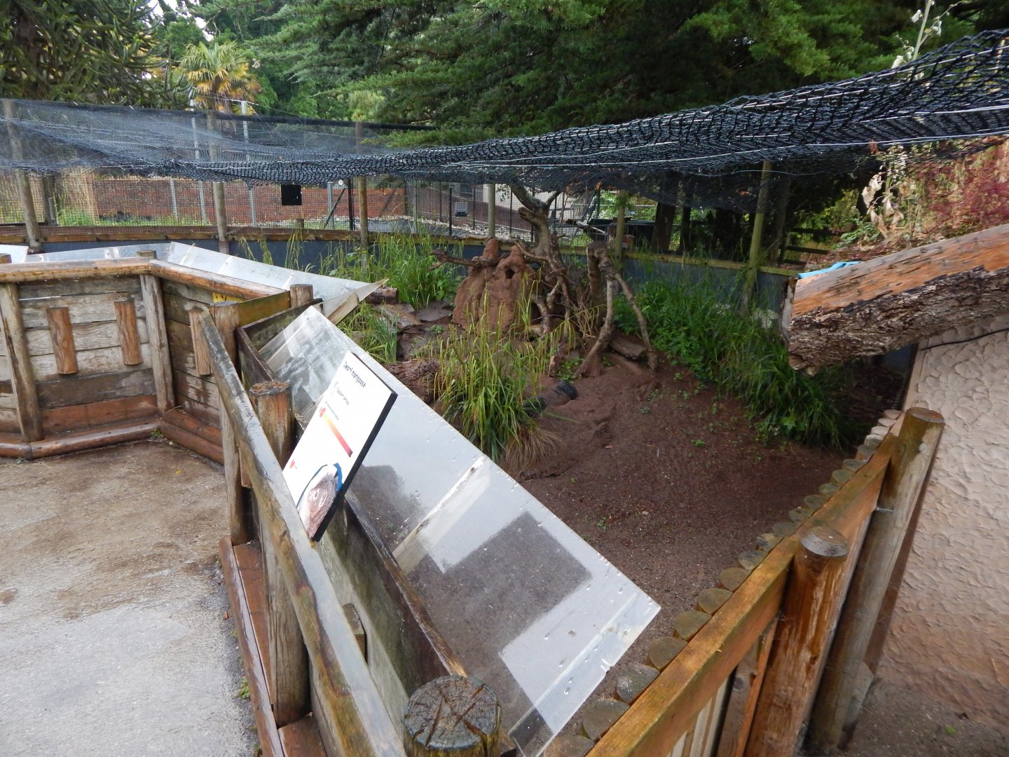 Dwarf mongoose exhibit 130624