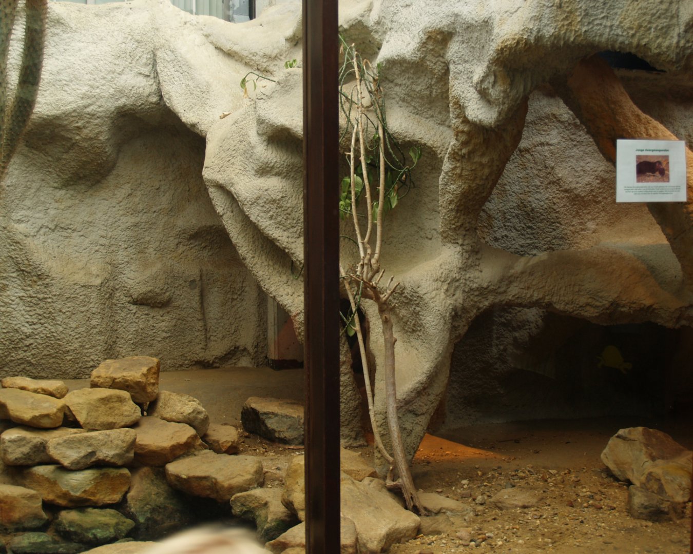 Dwarf mongoose exhibit, 2006-07-08