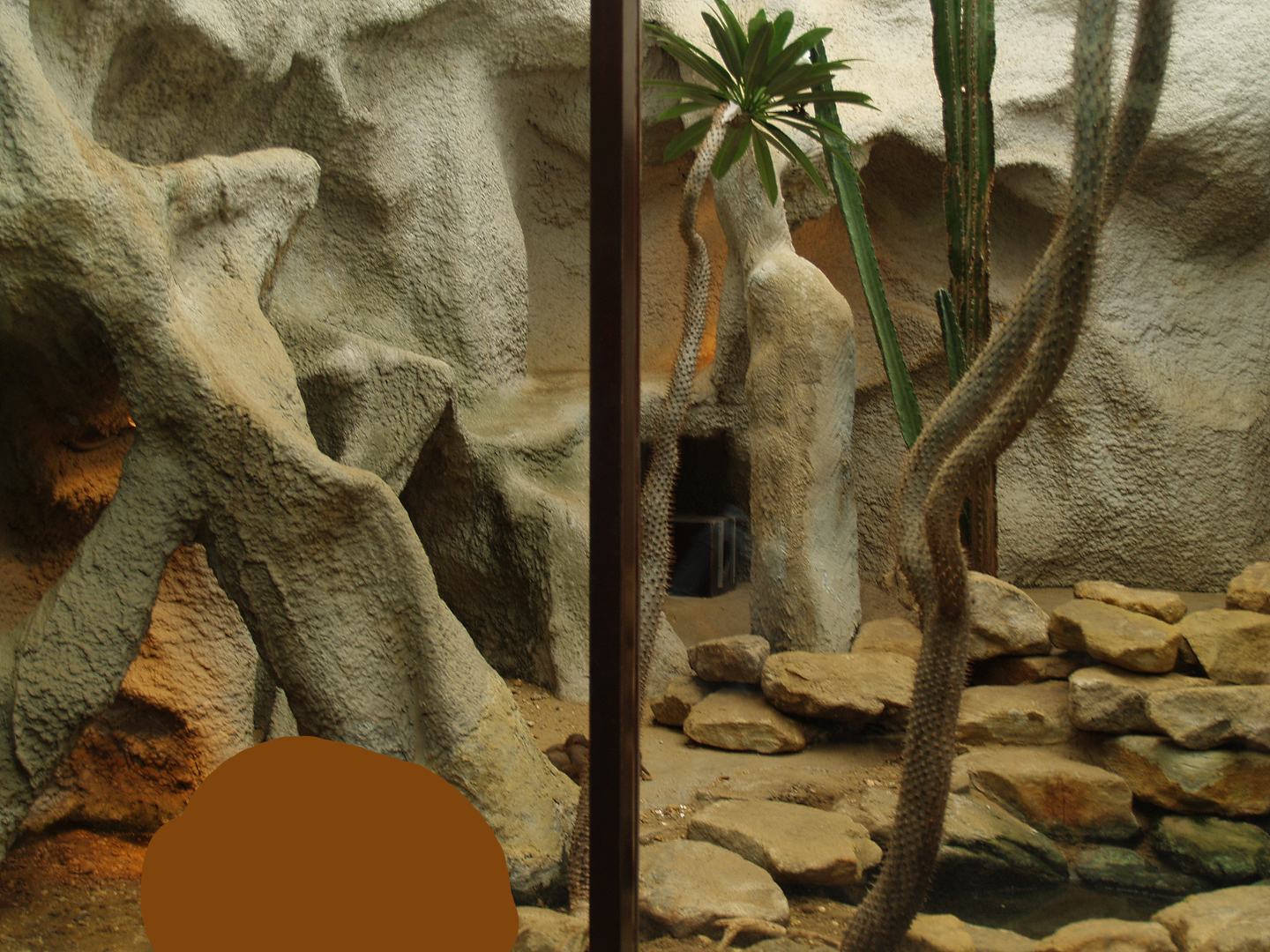 Dwarf mongoose exhibit, 2006-07-08