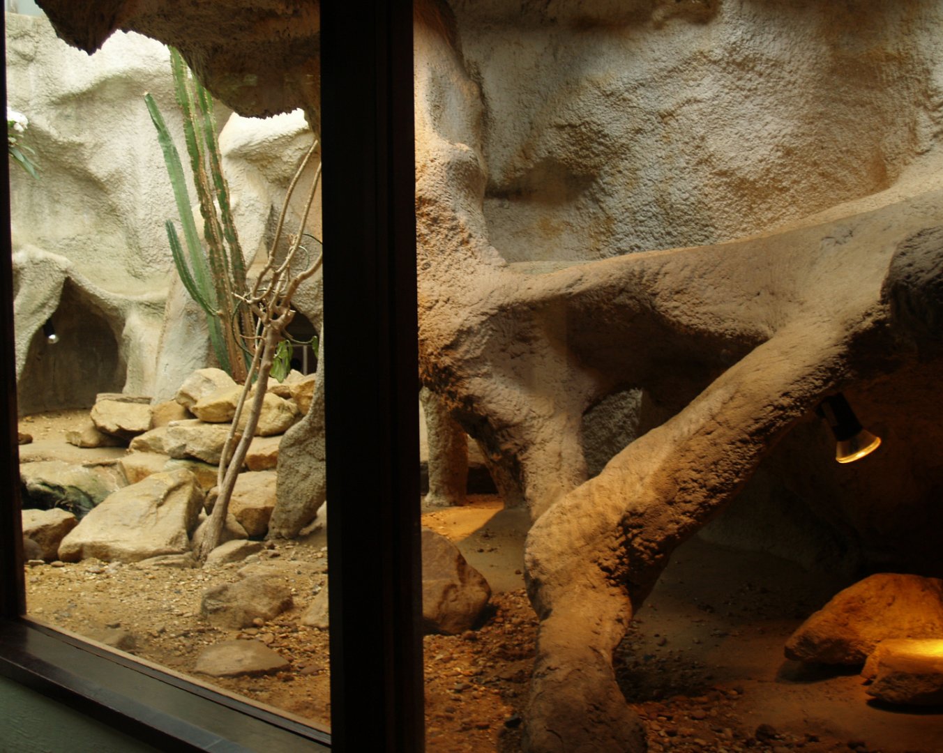 Dwarf mongoose exhibit, 2006-07-08