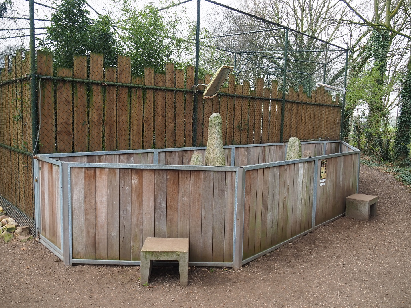 Dwarf mongoose exhibit, 2019-04-06