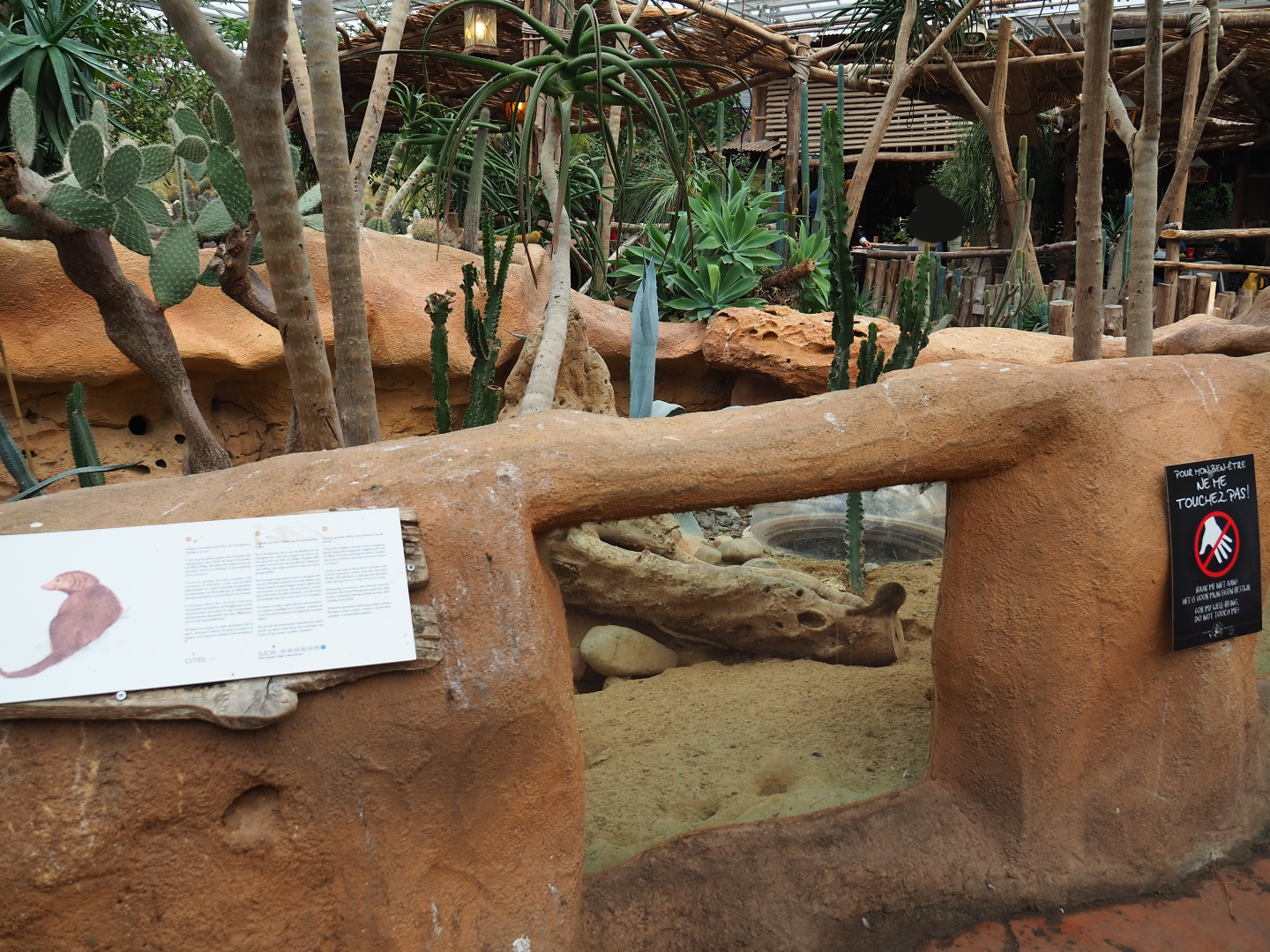 Dwarf mongoose exhibit, 2019-10-05