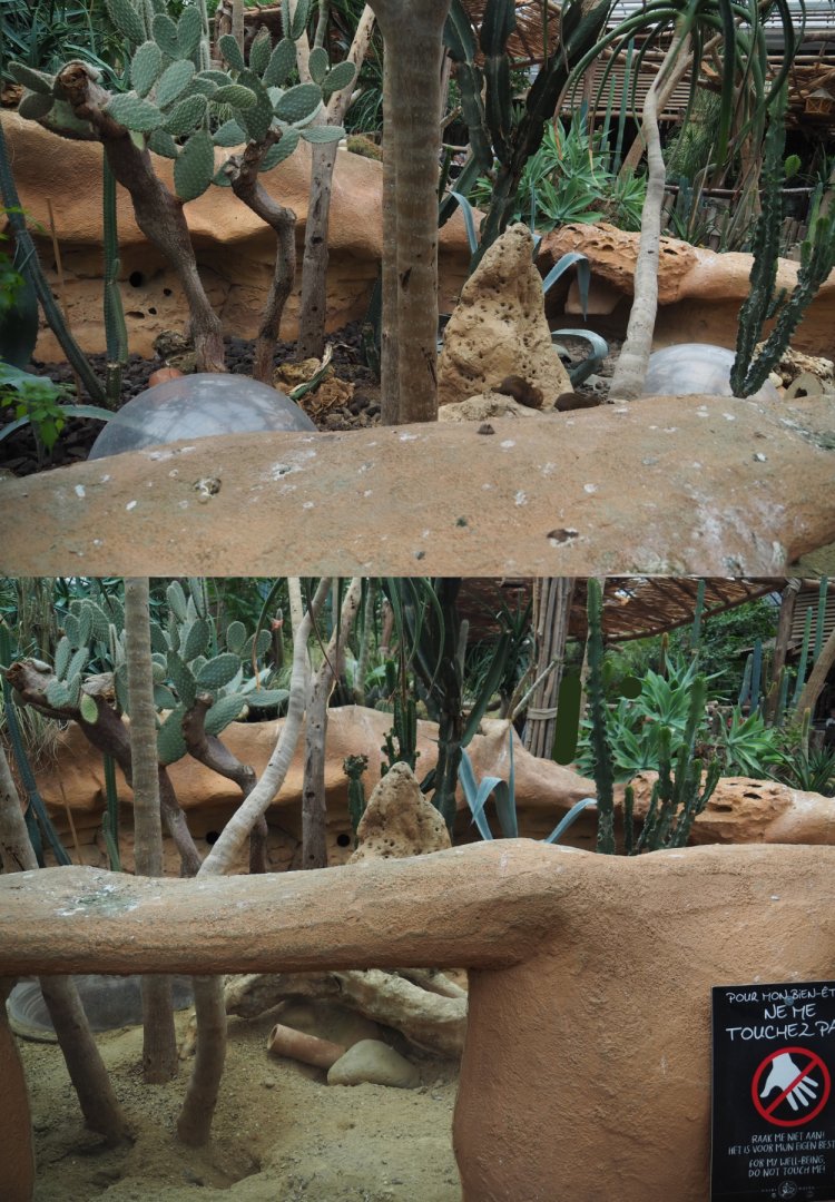 Dwarf mongoose exhibit, 2020-09-03