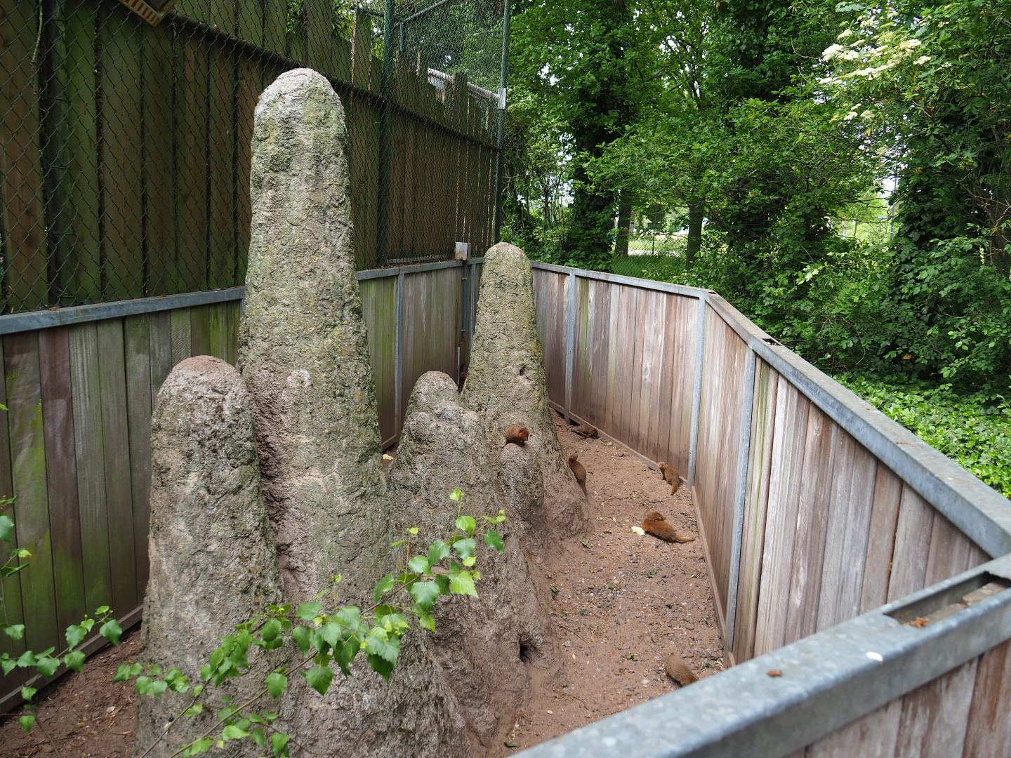 Dwarf mongoose exhibit, 2022-05-17