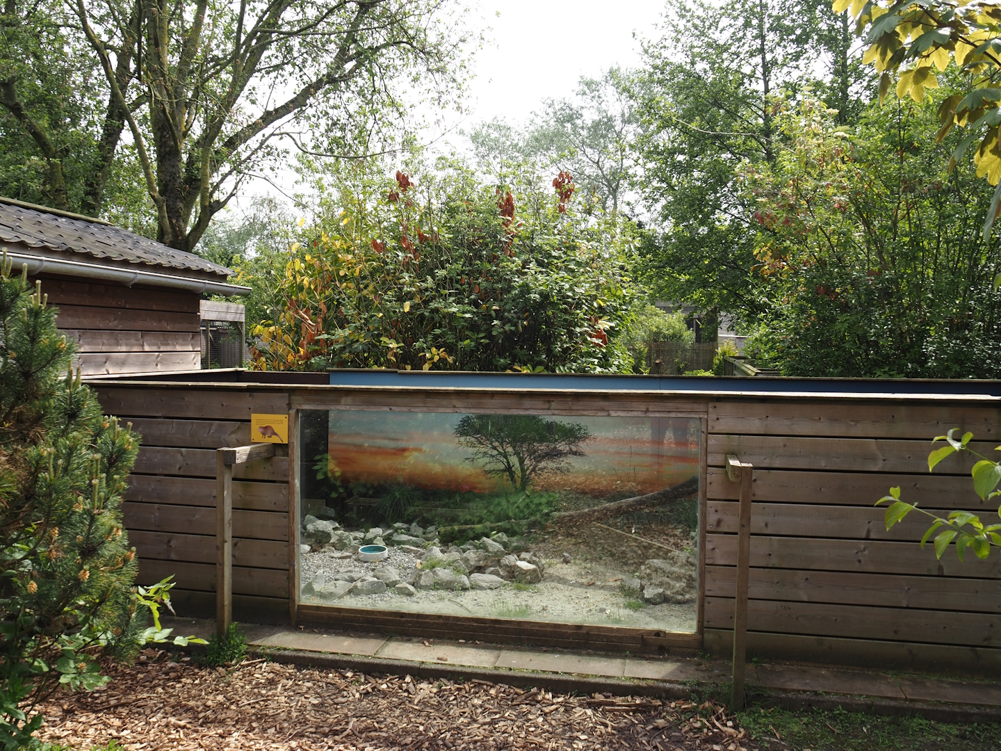 Dwarf mongoose exhibit, 2024-05-11