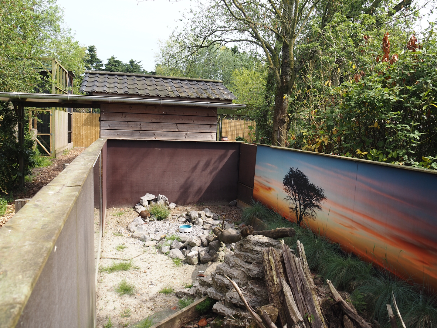 Dwarf mongoose exhibit, 2024-05-11