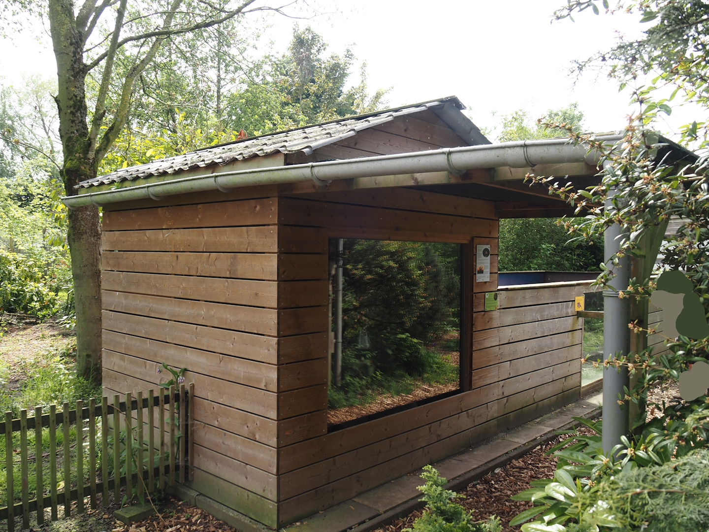 Dwarf mongoose exhibit, 2024-05-11