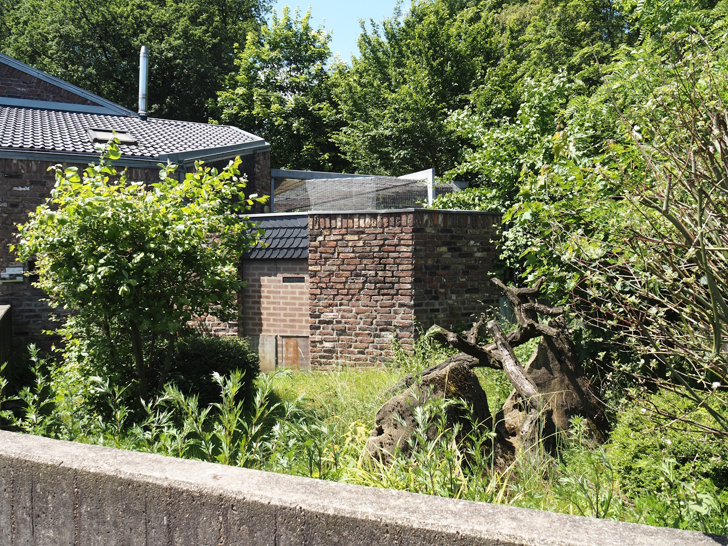 Dwarf mongoose exhibit, 2024-06-08