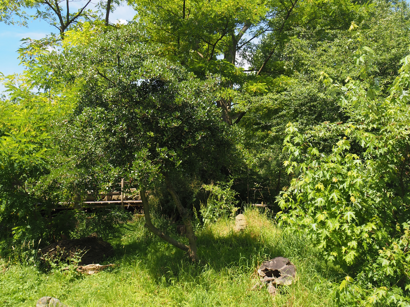 Dwarf mongoose exhibit, 2024-06-30