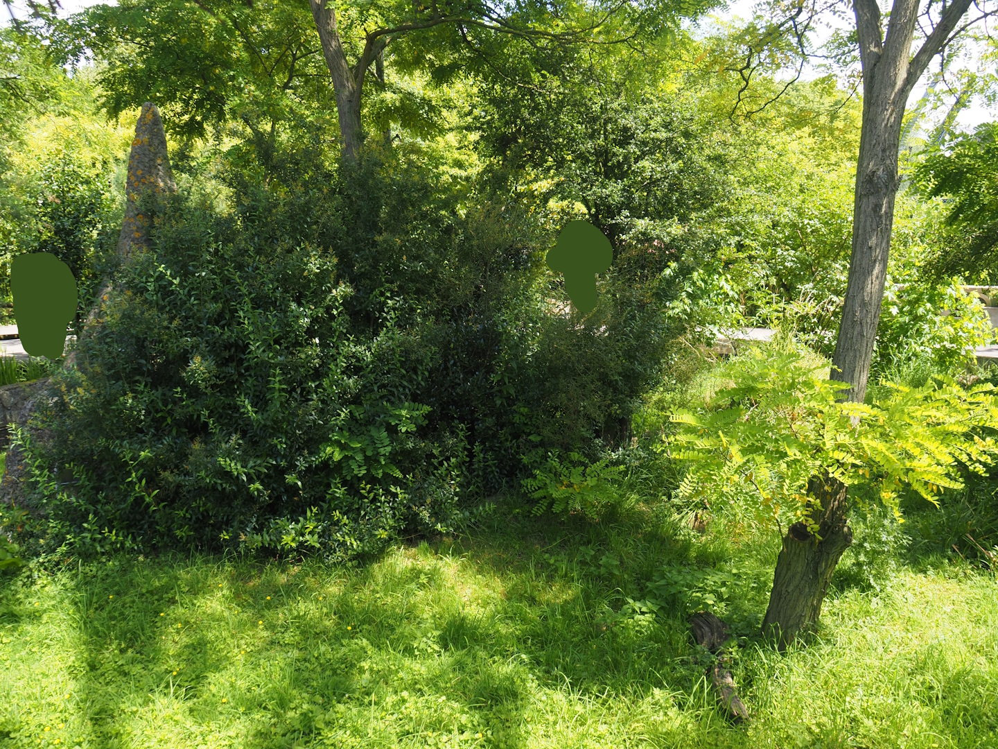 Dwarf mongoose exhibit, 2024-06-30