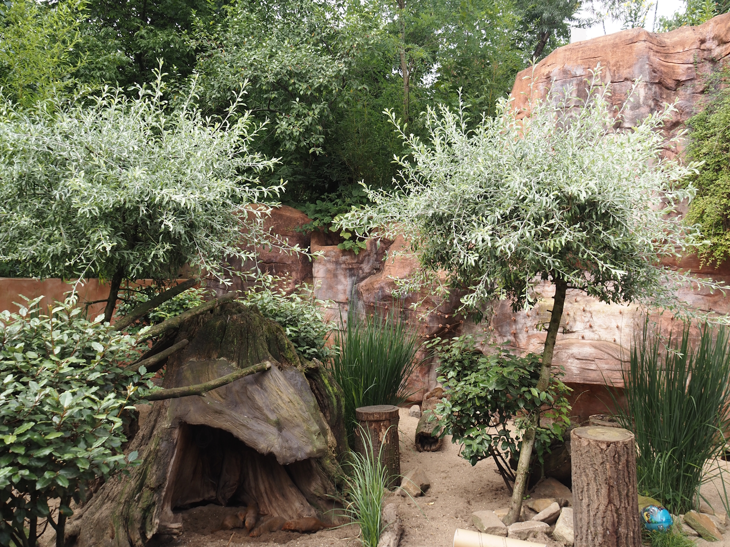 Dwarf mongoose exhibit, 2024-08-05