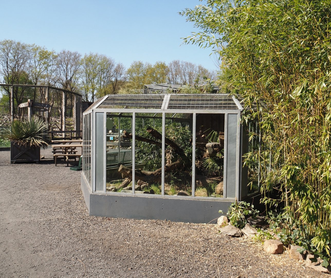 Dwarf mongoose exhibit, 2025-04-12