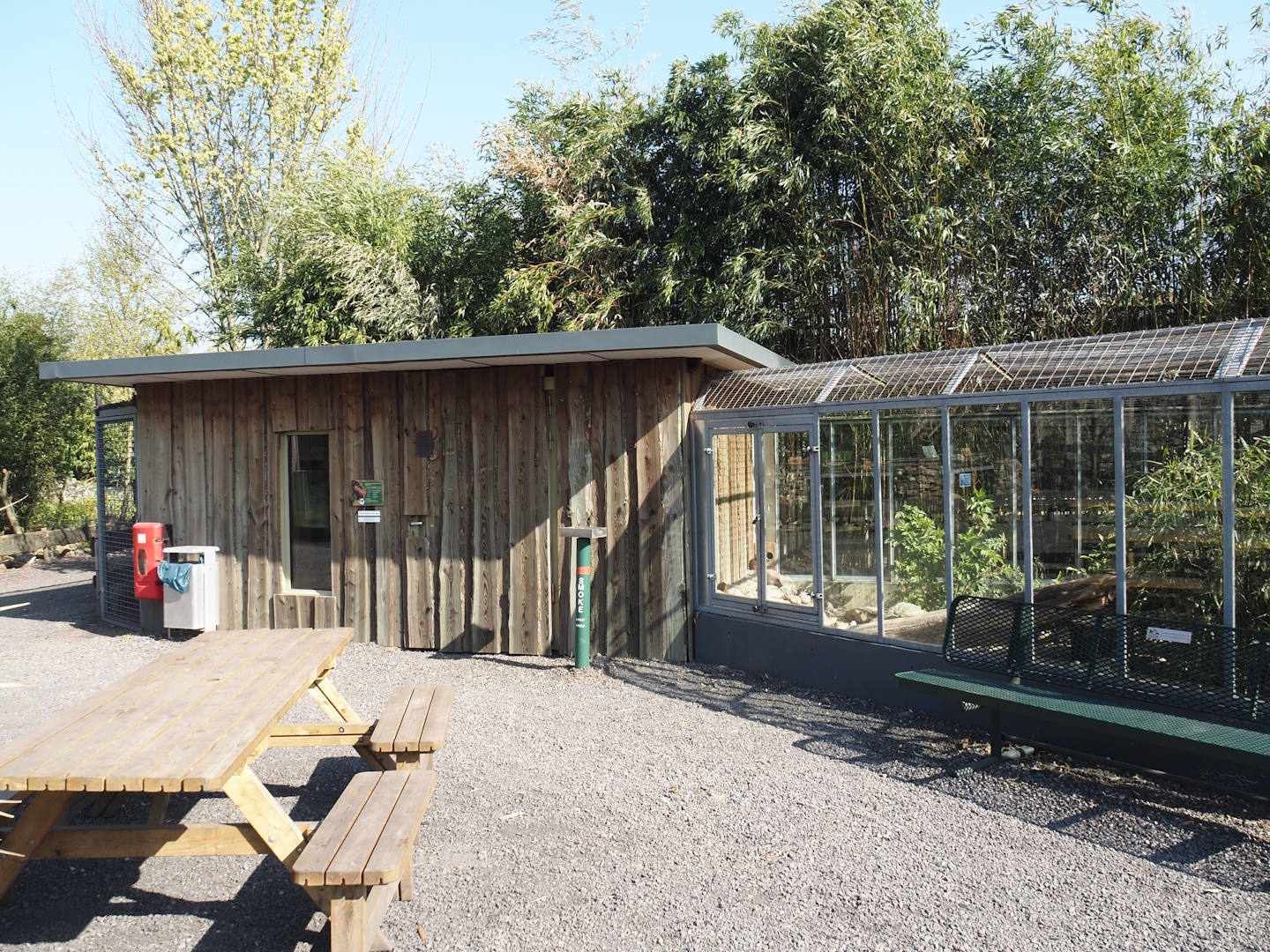 Dwarf mongoose exhibit, 2025-04-12