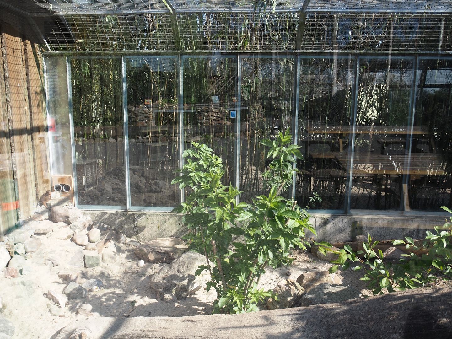 Dwarf mongoose exhibit, 2025-04-12