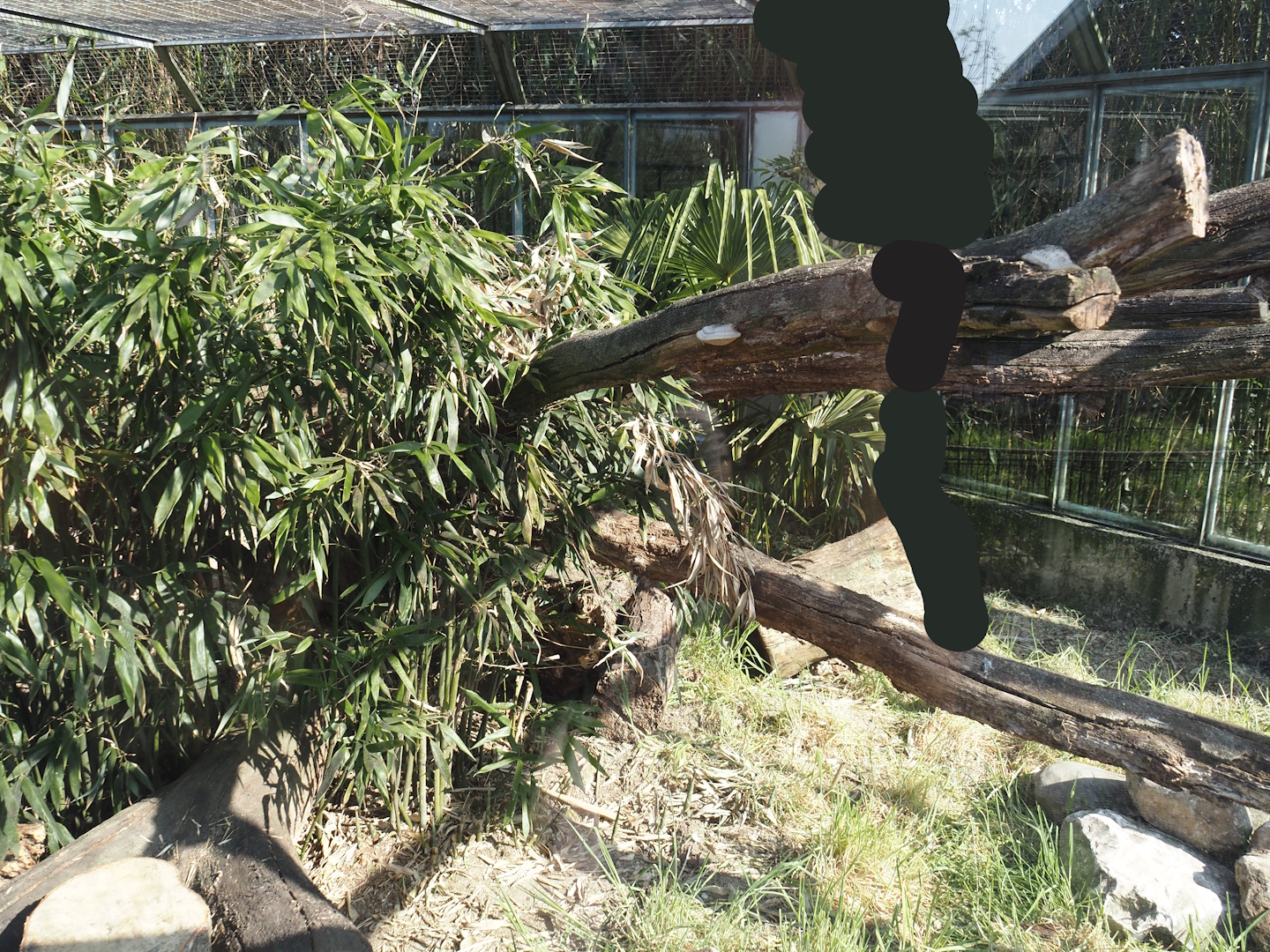 Dwarf mongoose exhibit, 2025-04-12