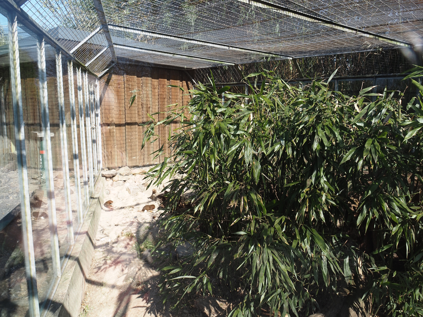 Dwarf mongoose exhibit, 2025-04-12