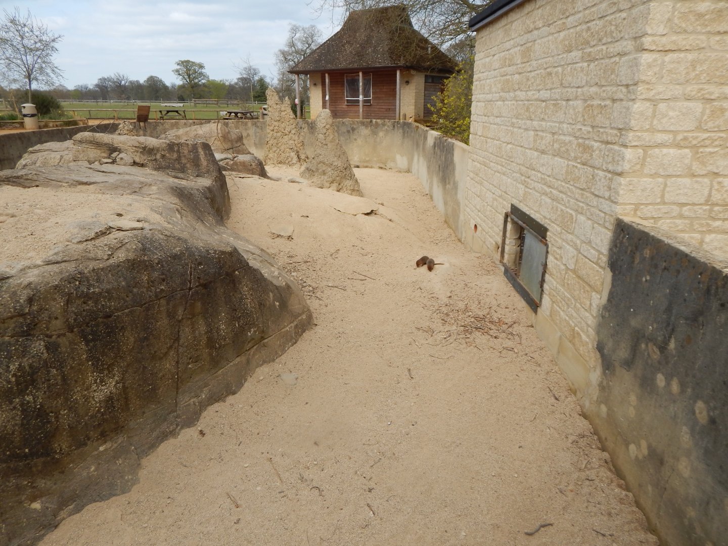 Dwarf mongoose exhibit 210421