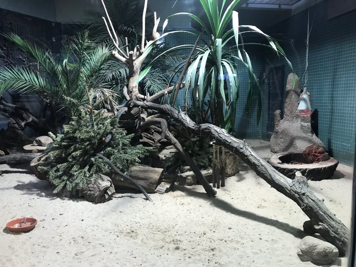 Dwarf mongoose exhibit 290118