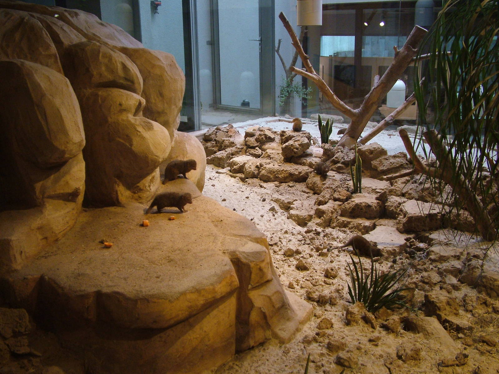 Dwarf Mongoose exhibit at Aquazoo 14/05/09