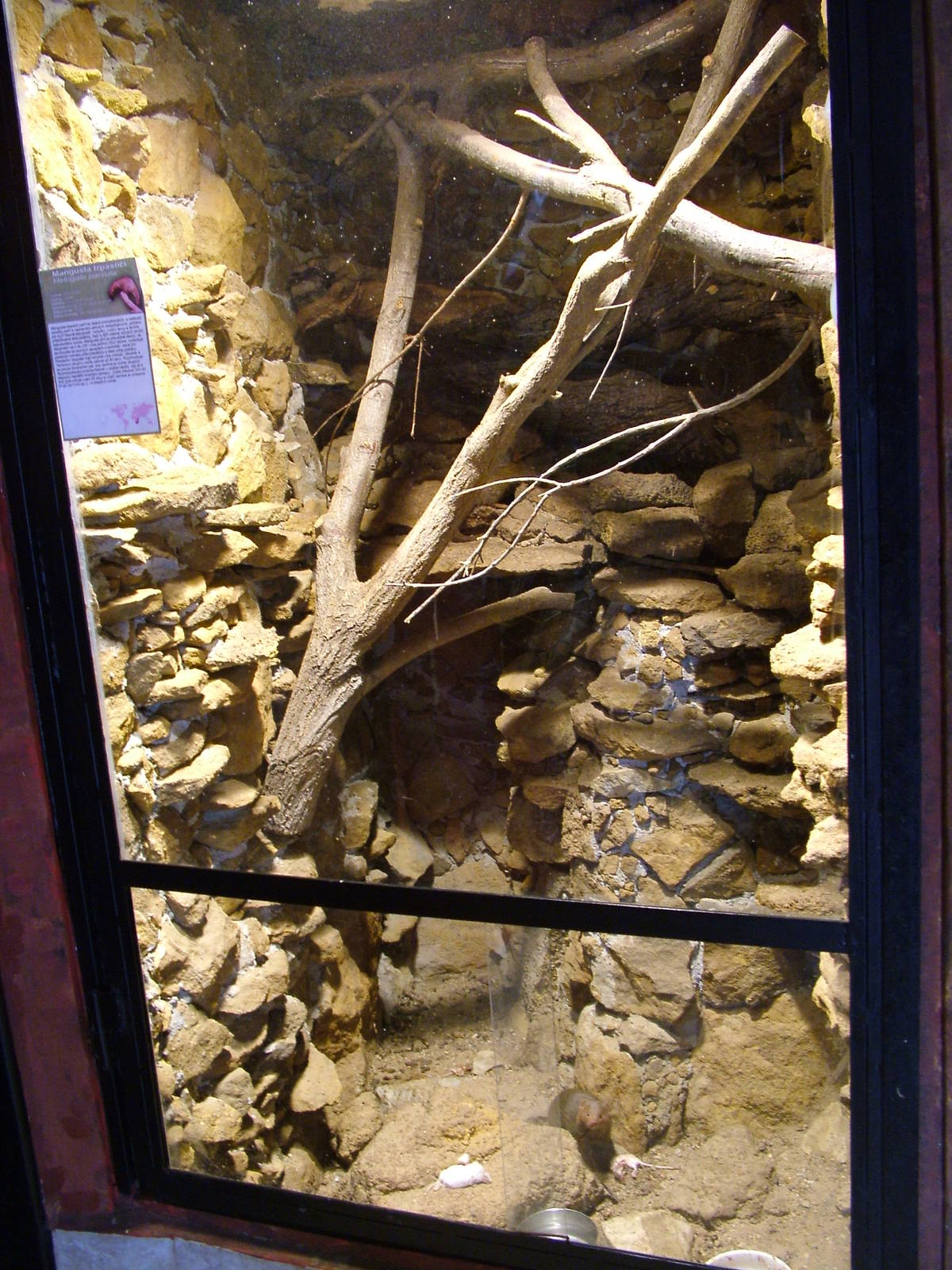 Dwarf Mongoose Exhibit at Prague Terrarium, 26/08/12