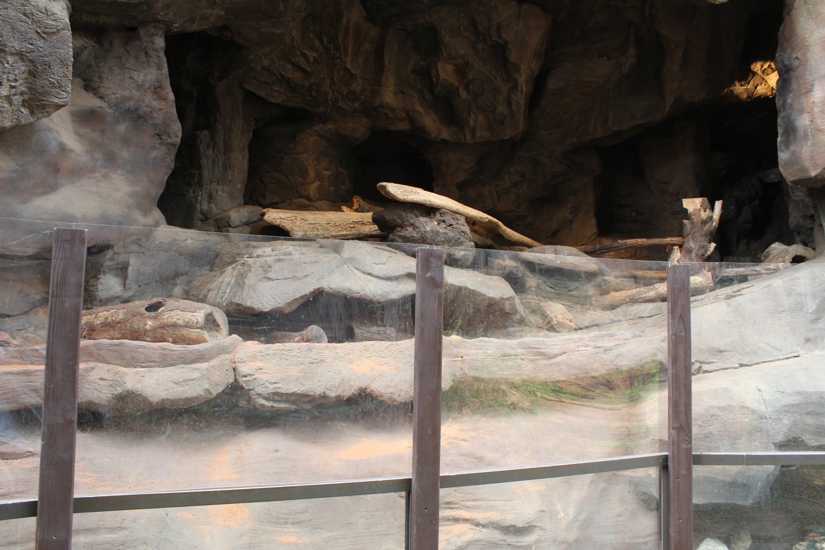 Dwarf Mongoose Exhibit - Desert Dome