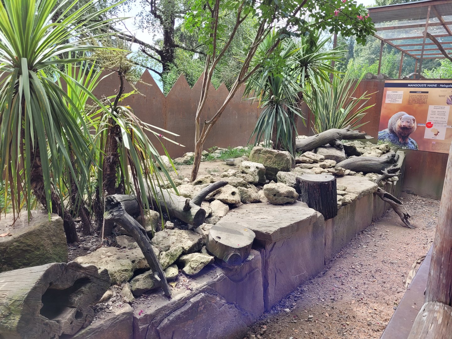 Dwarf mongoose exhibit -Parc Animalier des Pyrénées (2023)