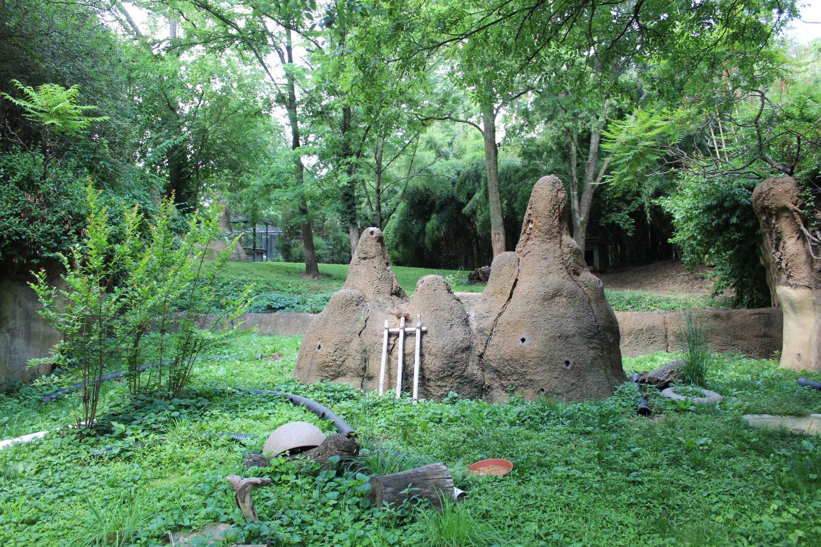 Dwarf Mongoose Exhibit - Rivers Edge