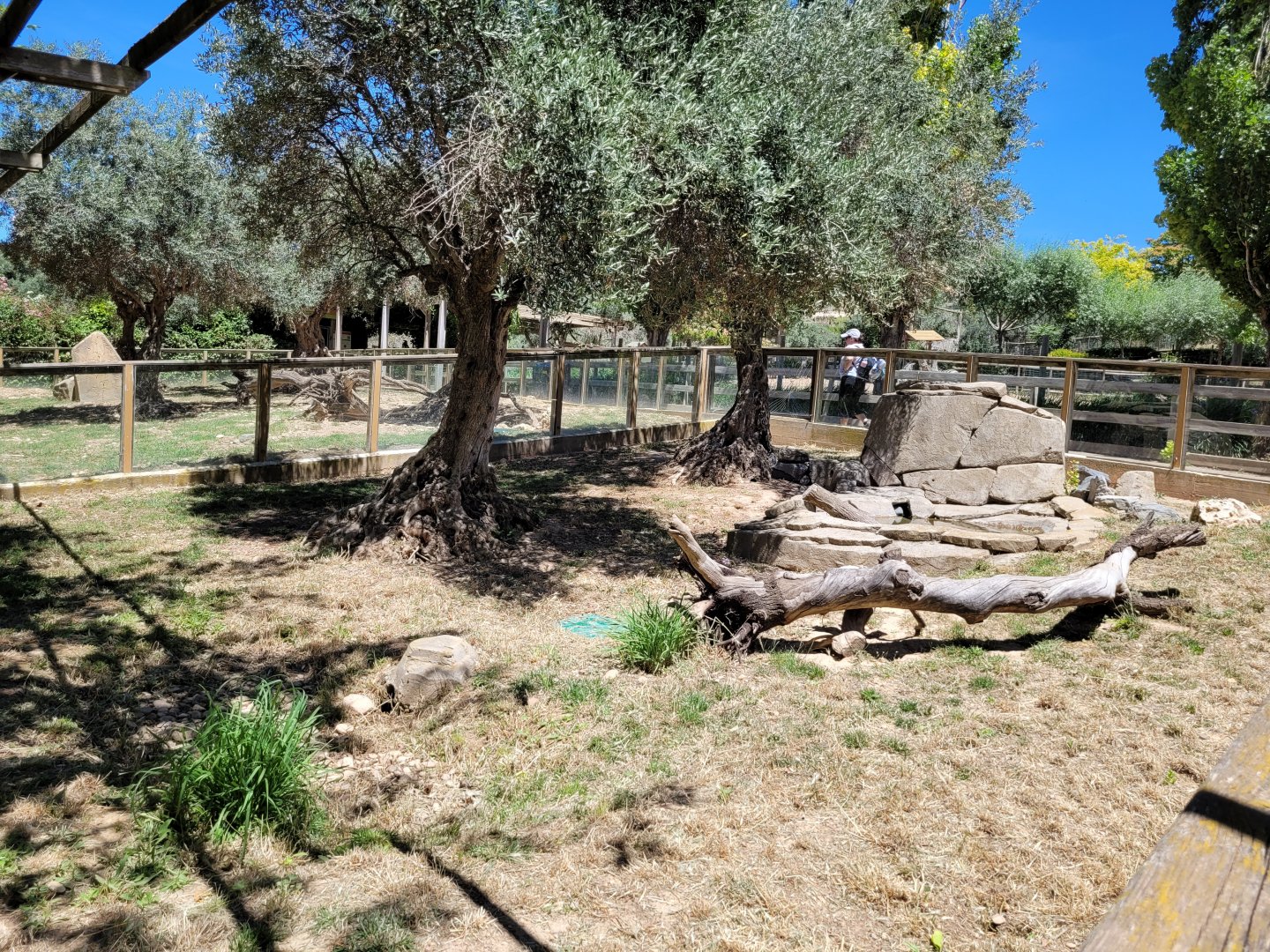 Dwarf mongoose exhibit -Sendaviva (2024)