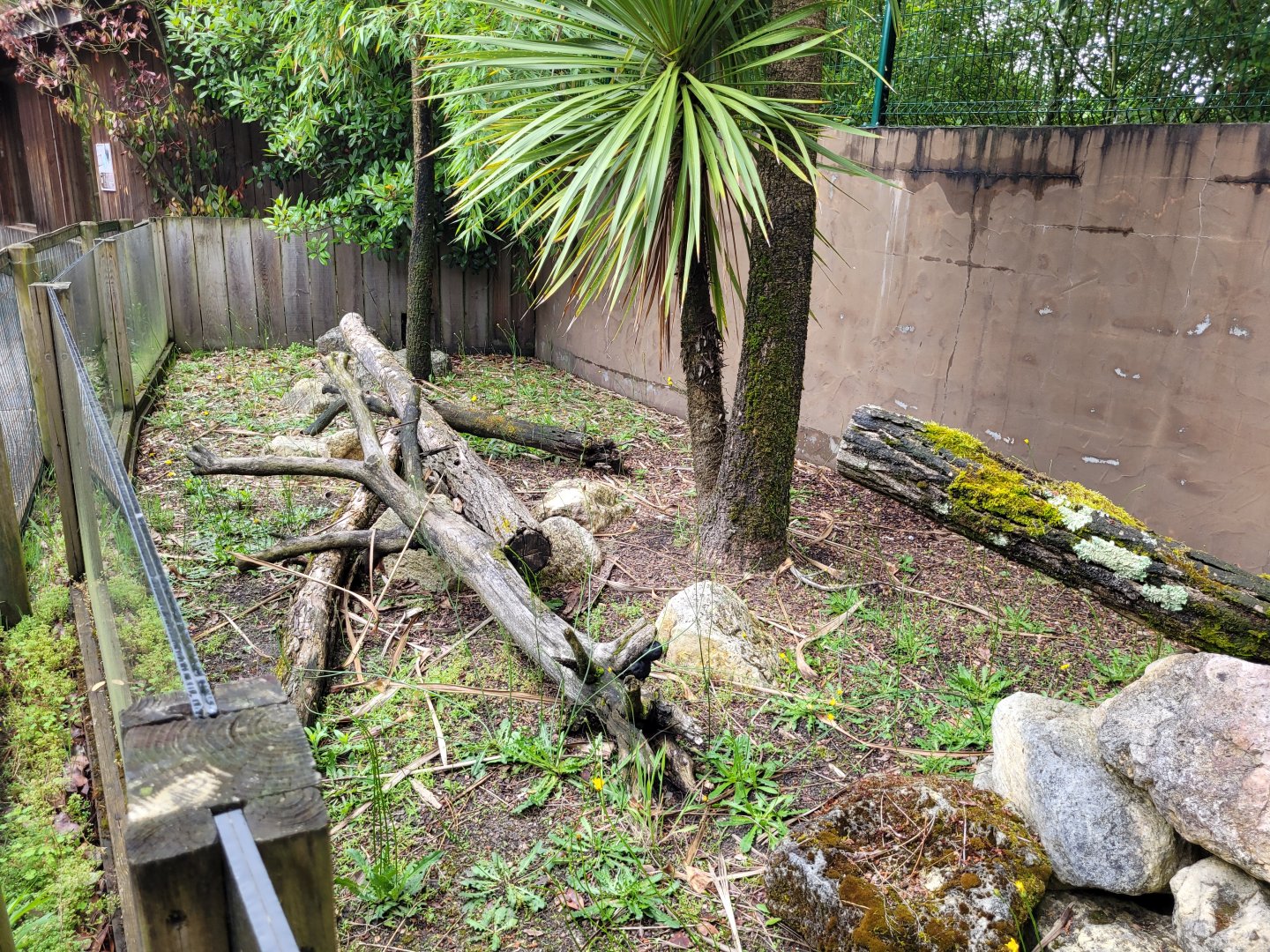 Dwarf mongoose exhibit -Zoo du bassin d'Arcachon (2024)