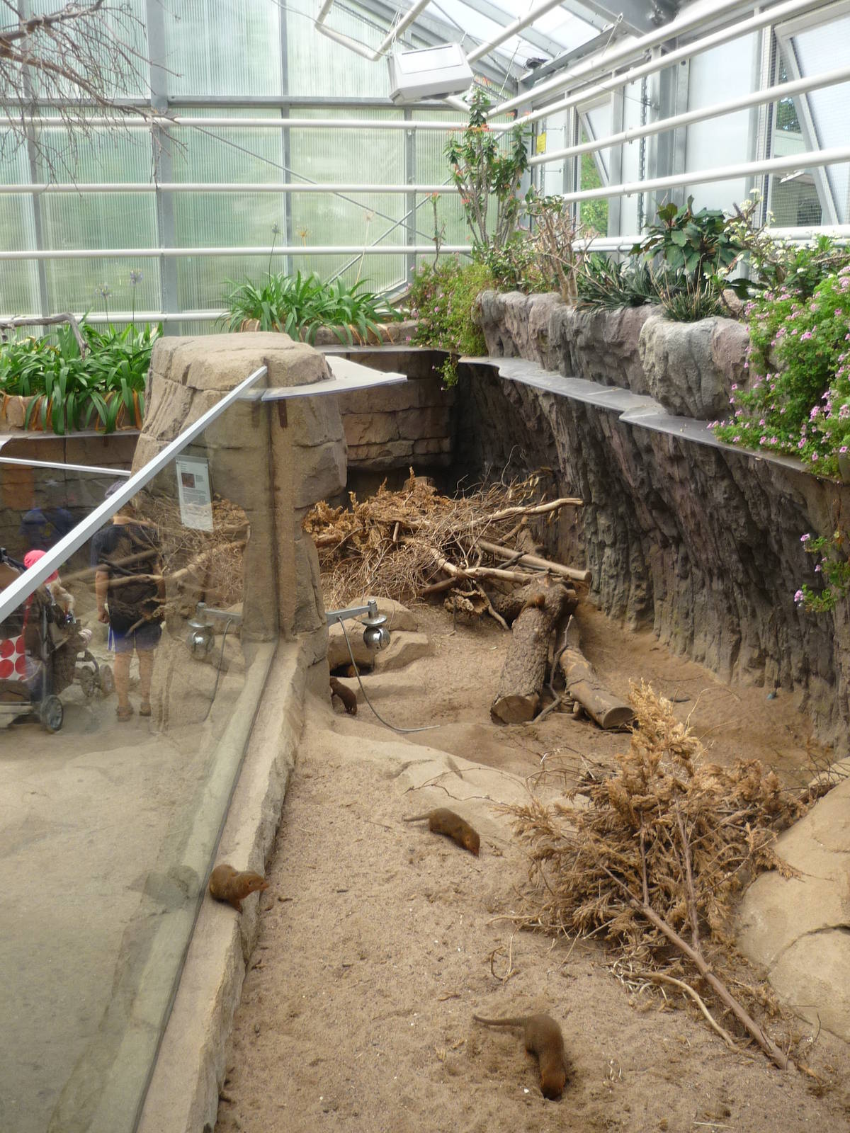 Dwarf Mongoose Exhibit