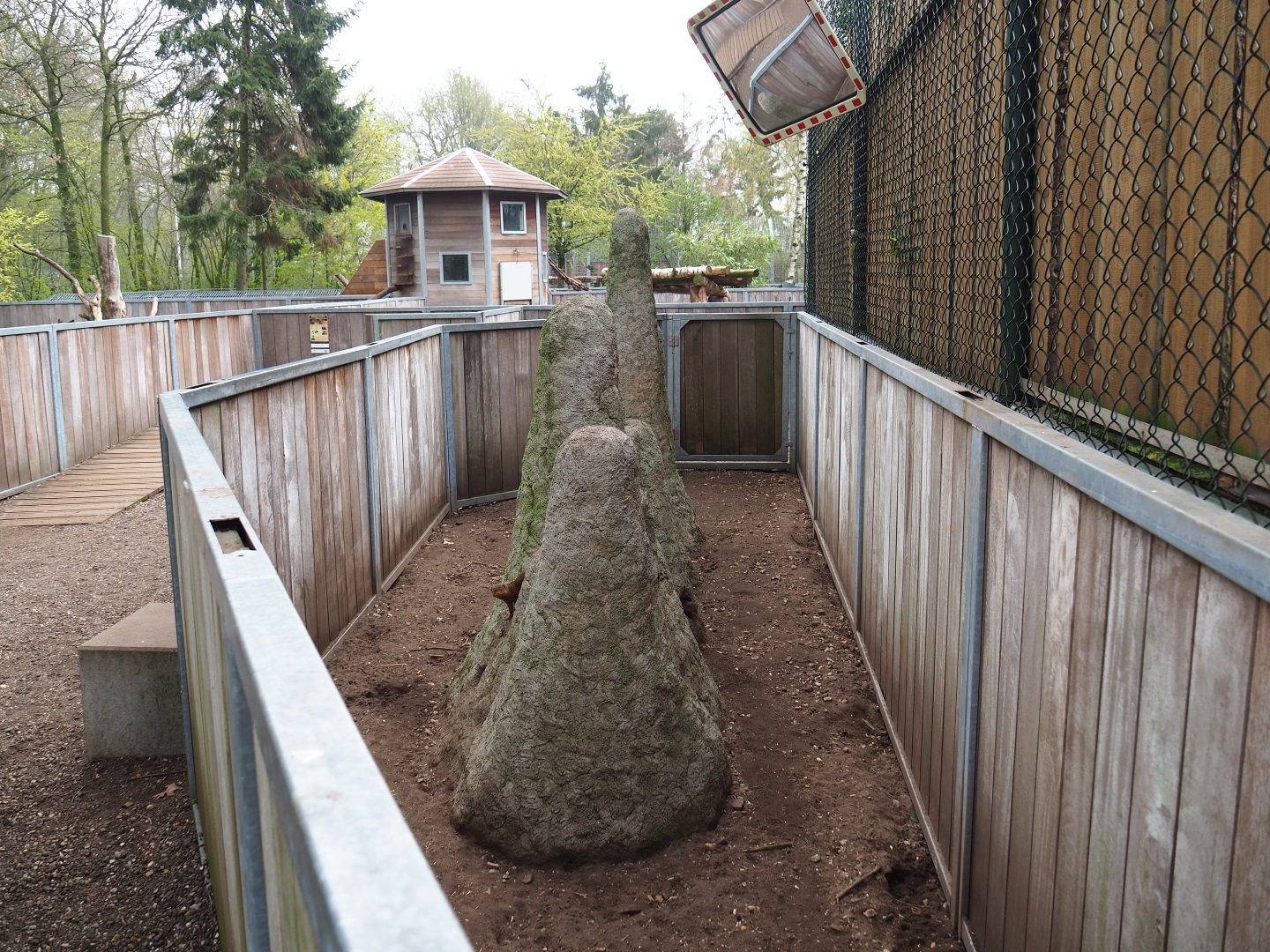 Dwarf mongoose exhibit
