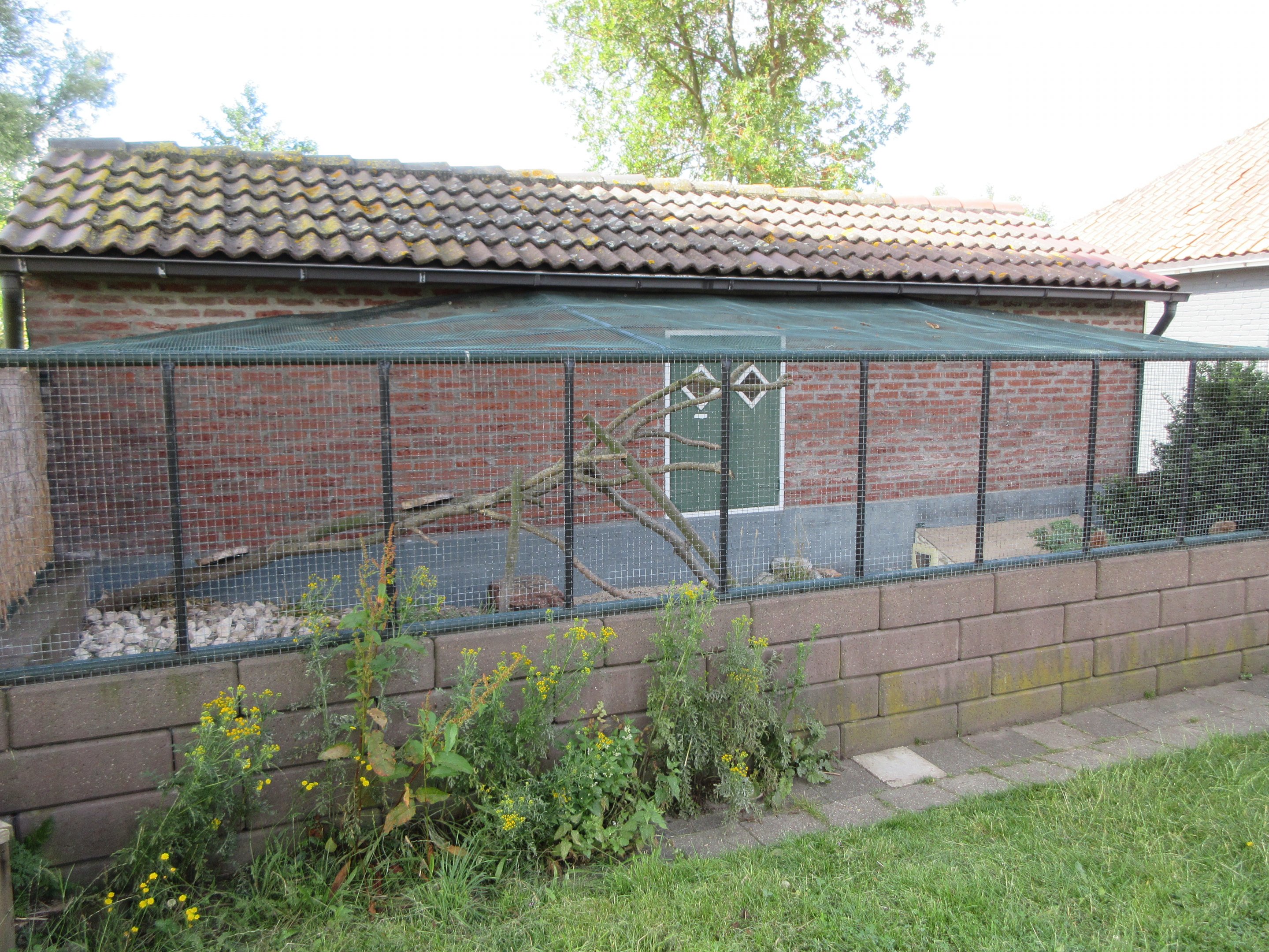 Dwarf Mongoose Exhibit