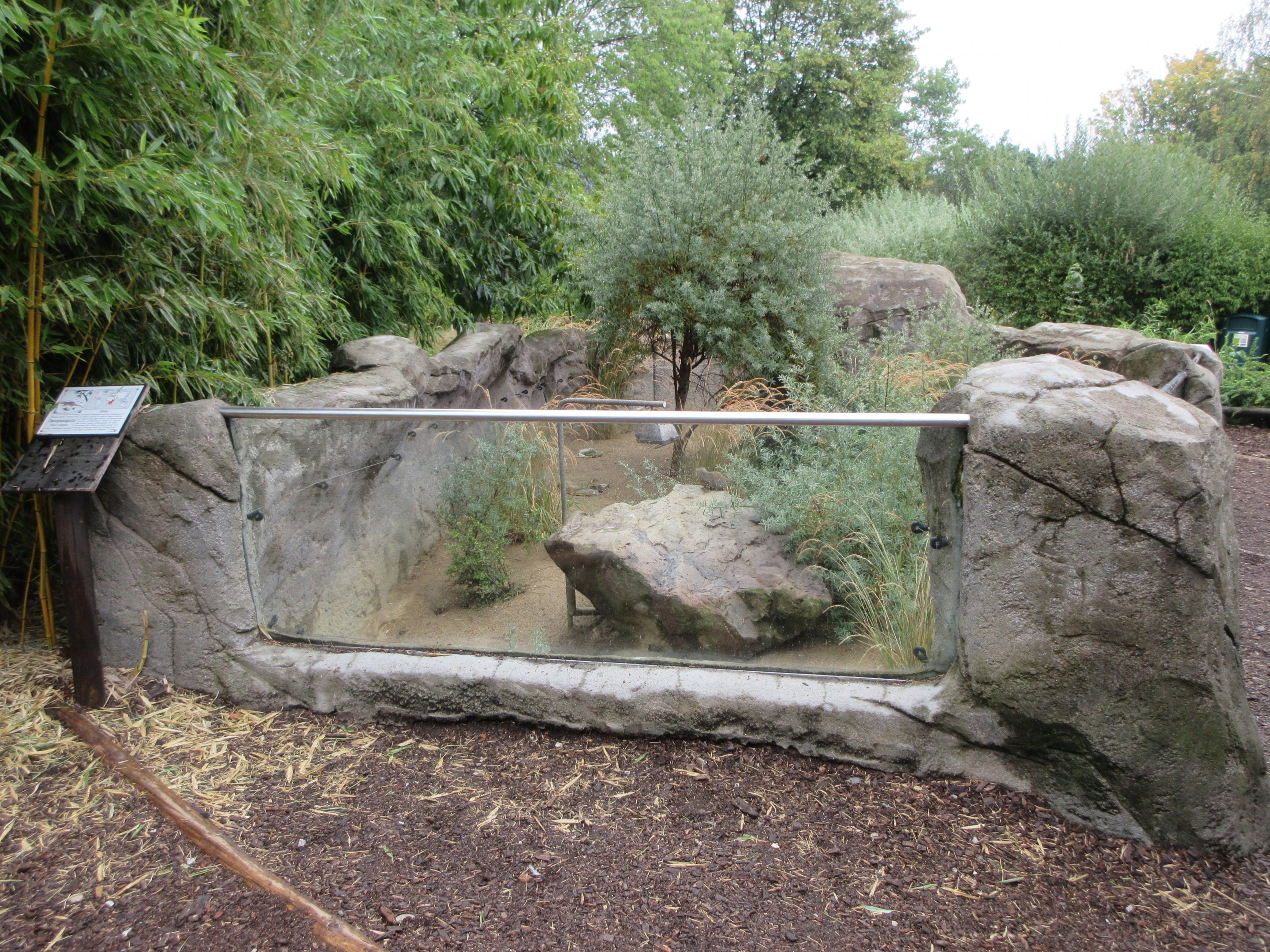Dwarf Mongoose Exhibit