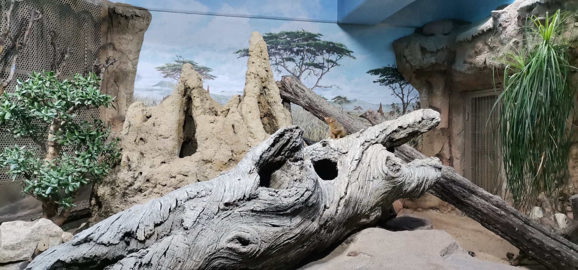 Dwarf Mongoose exhibit