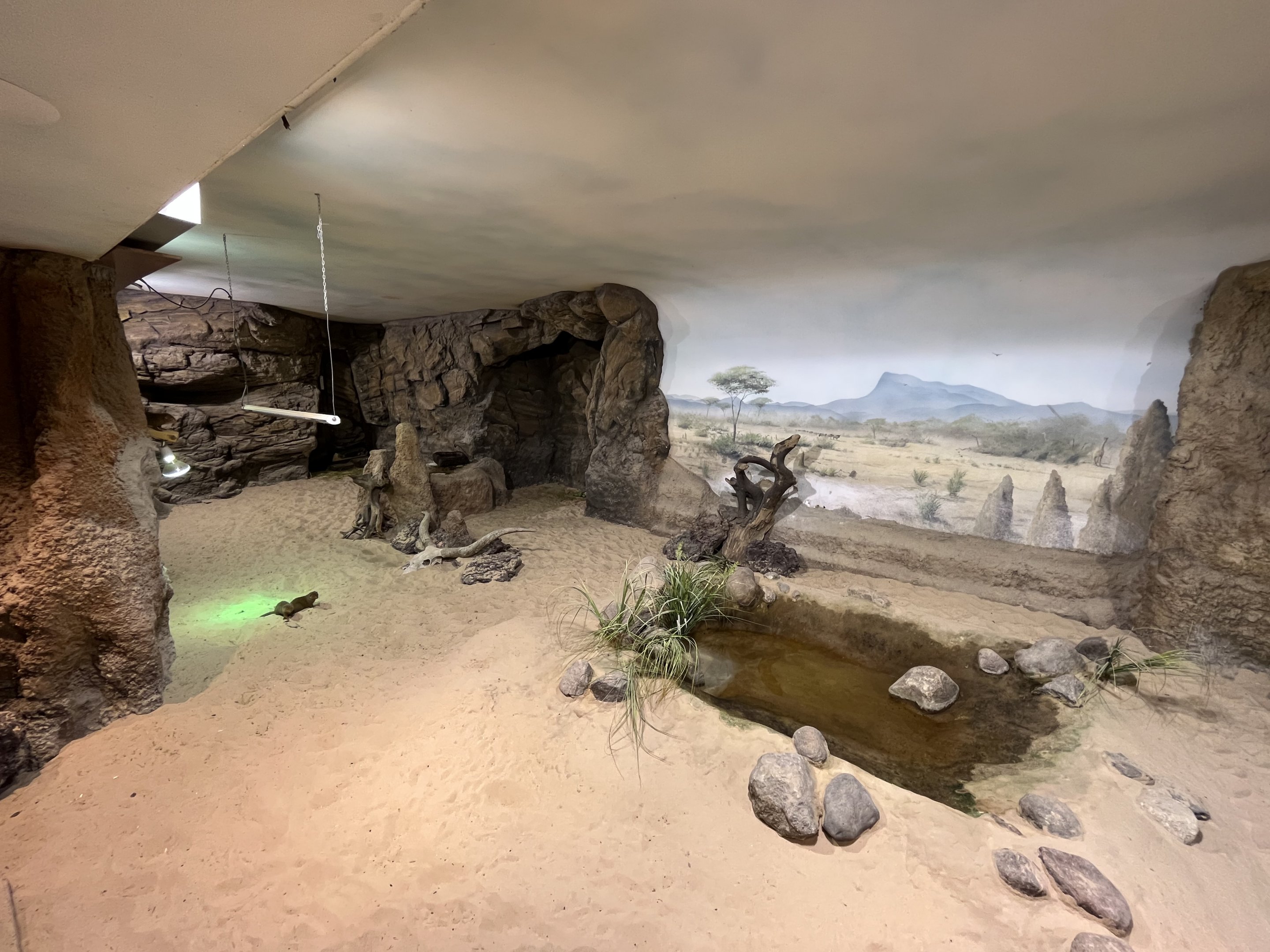 Dwarf Mongoose Exhibit