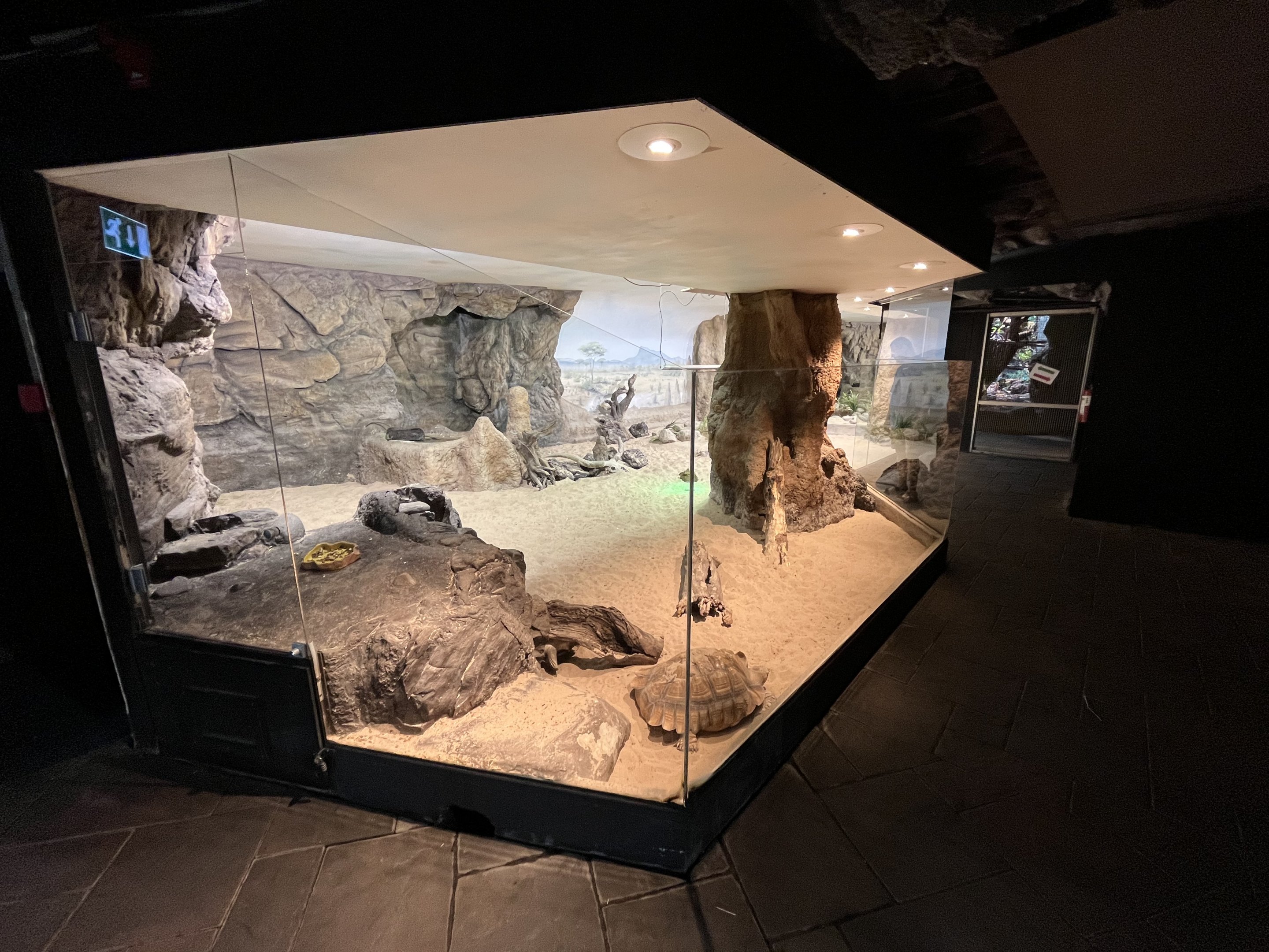 Dwarf Mongoose Exhibit