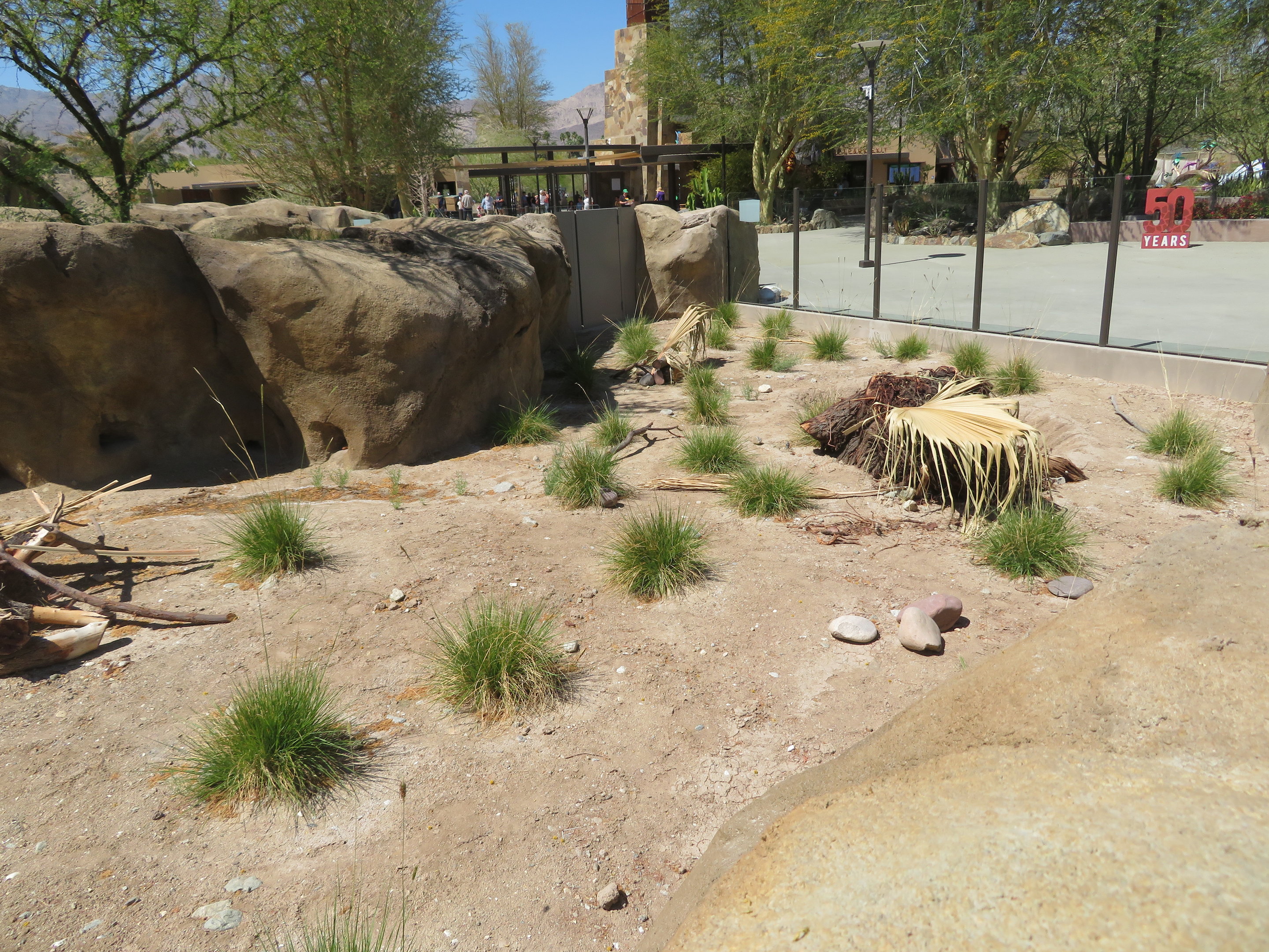 Dwarf Mongoose Exhibit