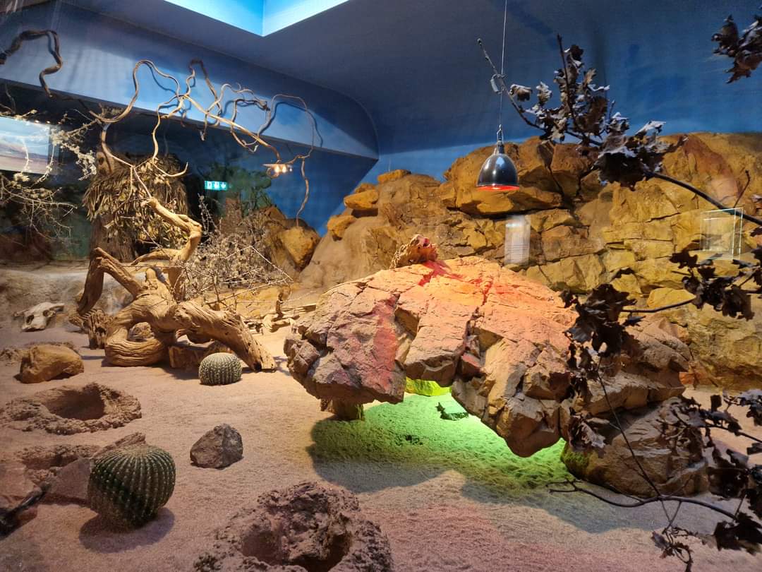 Dwarf Mongoose exhibit