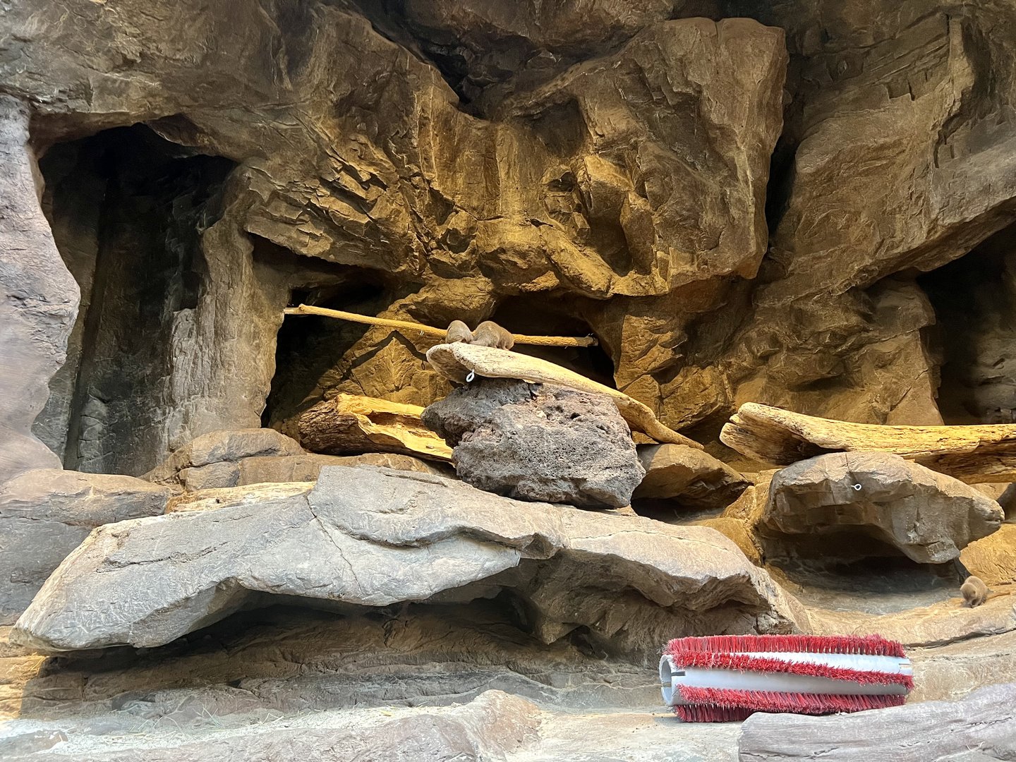 Dwarf Mongoose Exhibit