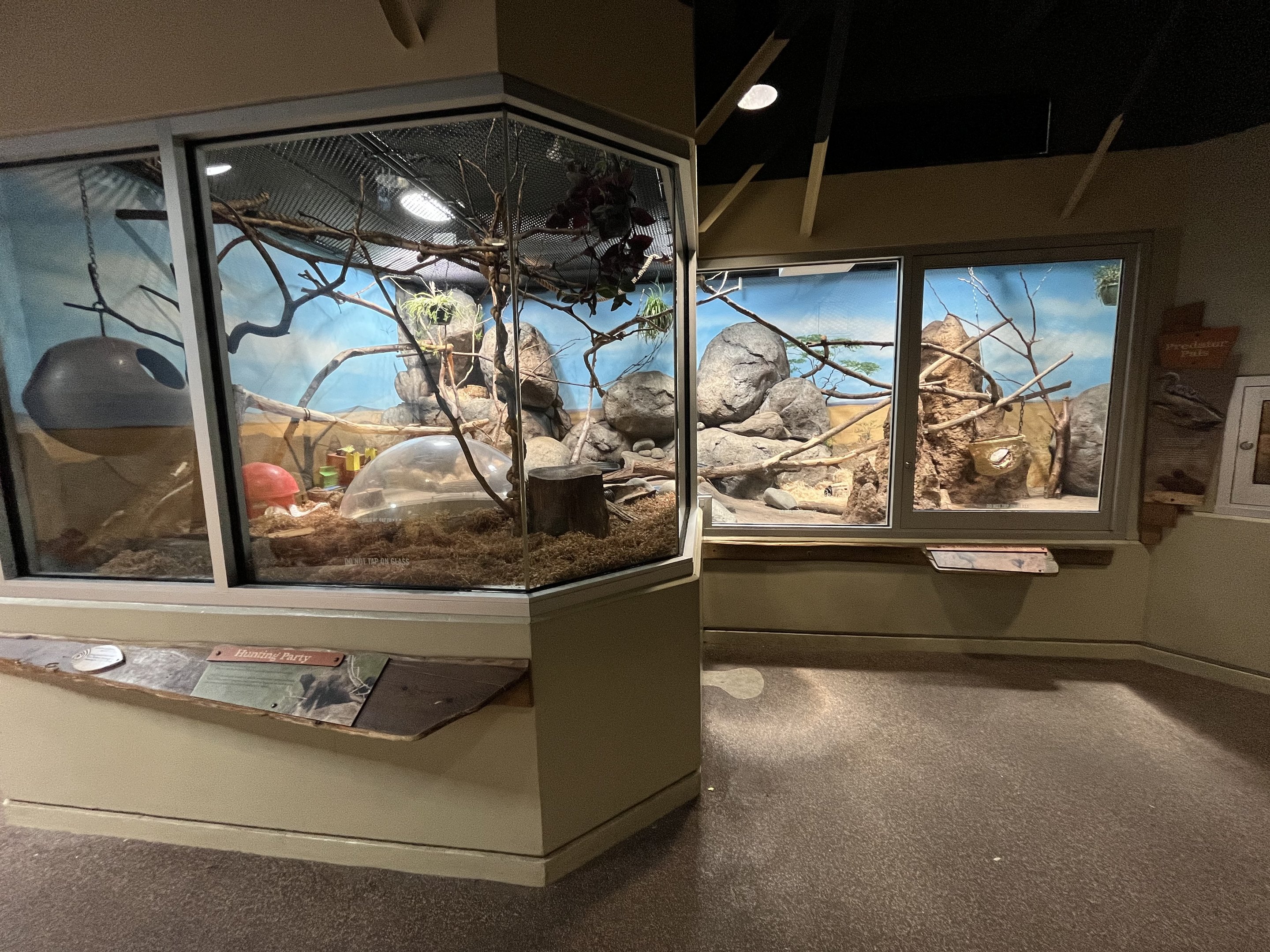 Dwarf Mongoose Exhibit