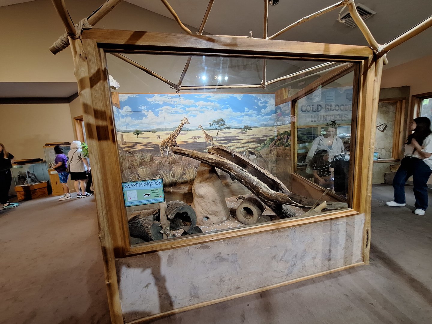 Dwarf Mongoose exhibit