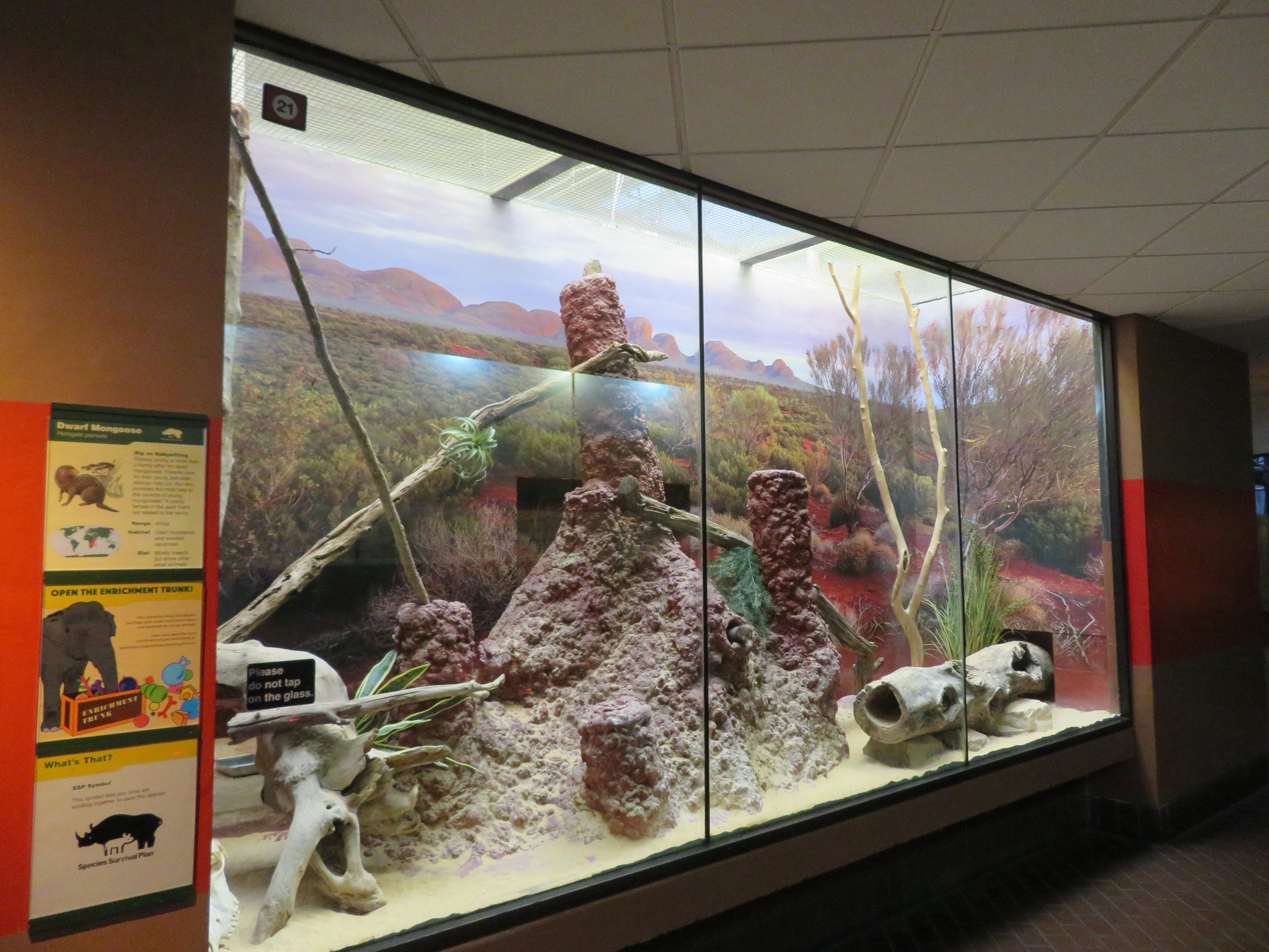 Dwarf Mongoose Exhibit