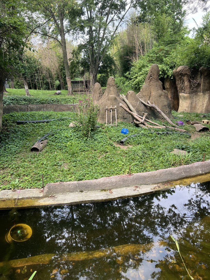 Dwarf Mongoose Exhibit