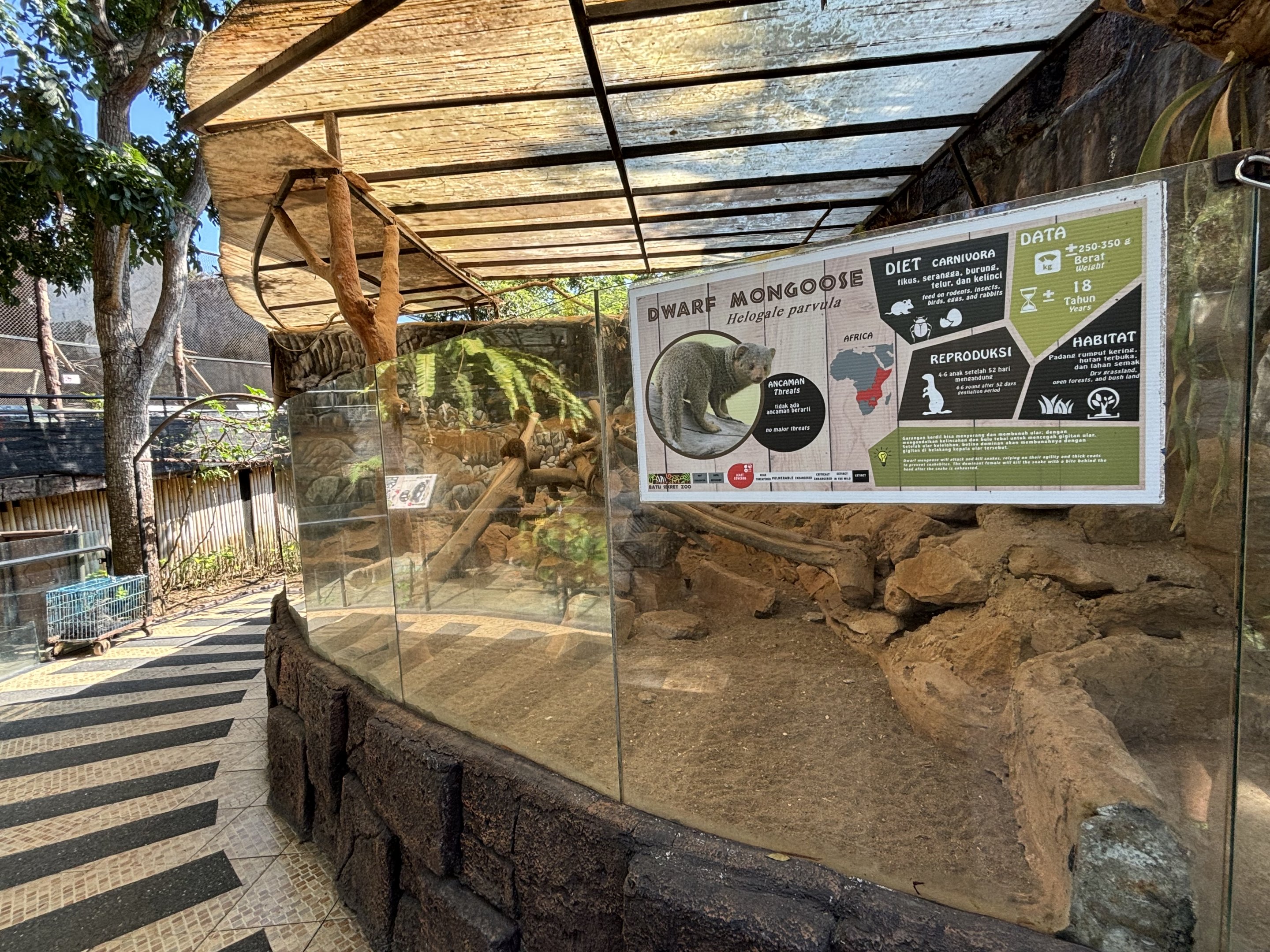 Dwarf Mongoose Exhibit