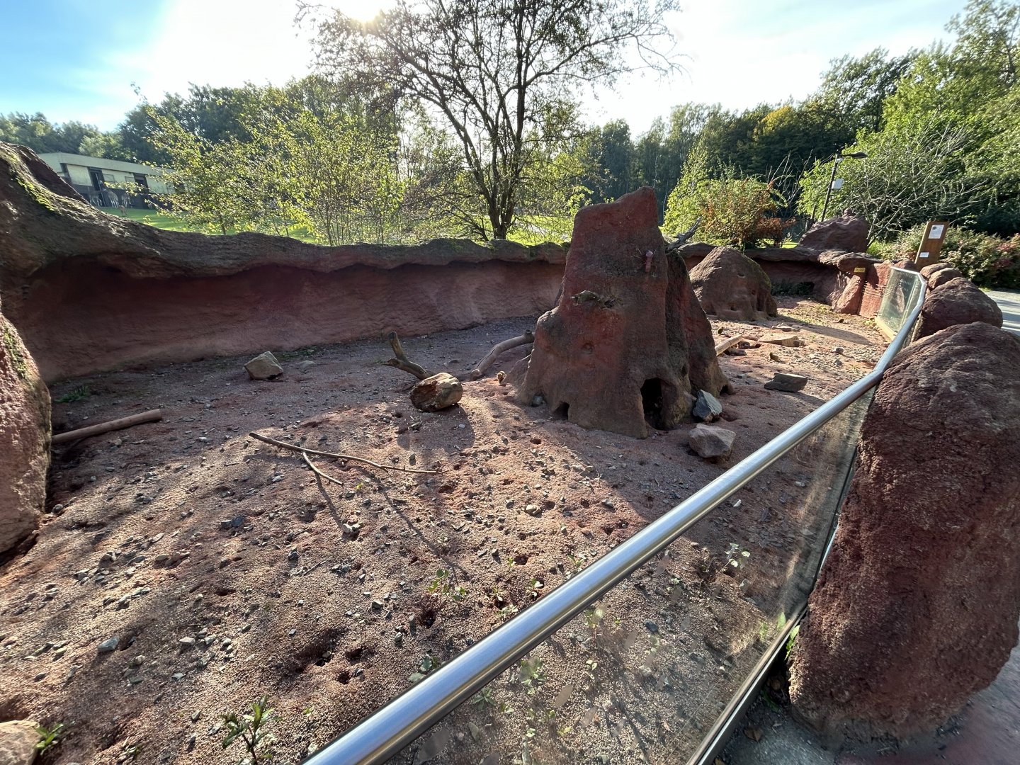 Dwarf Mongoose Exhibit