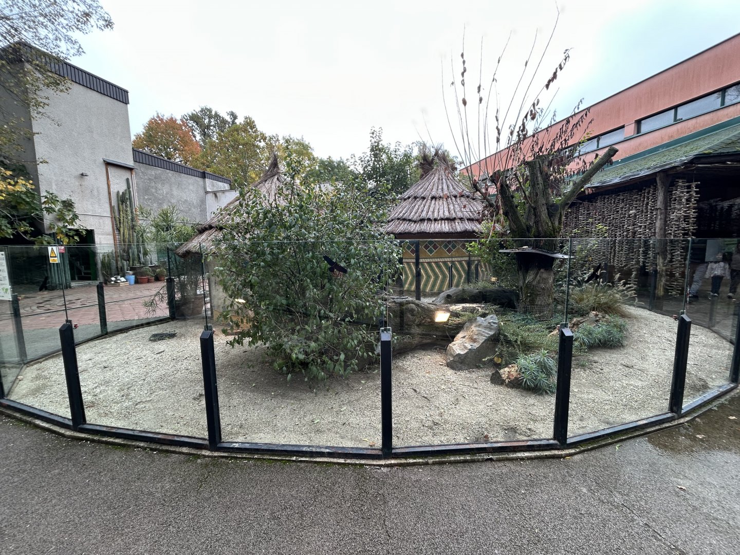 Dwarf Mongoose Exhibit