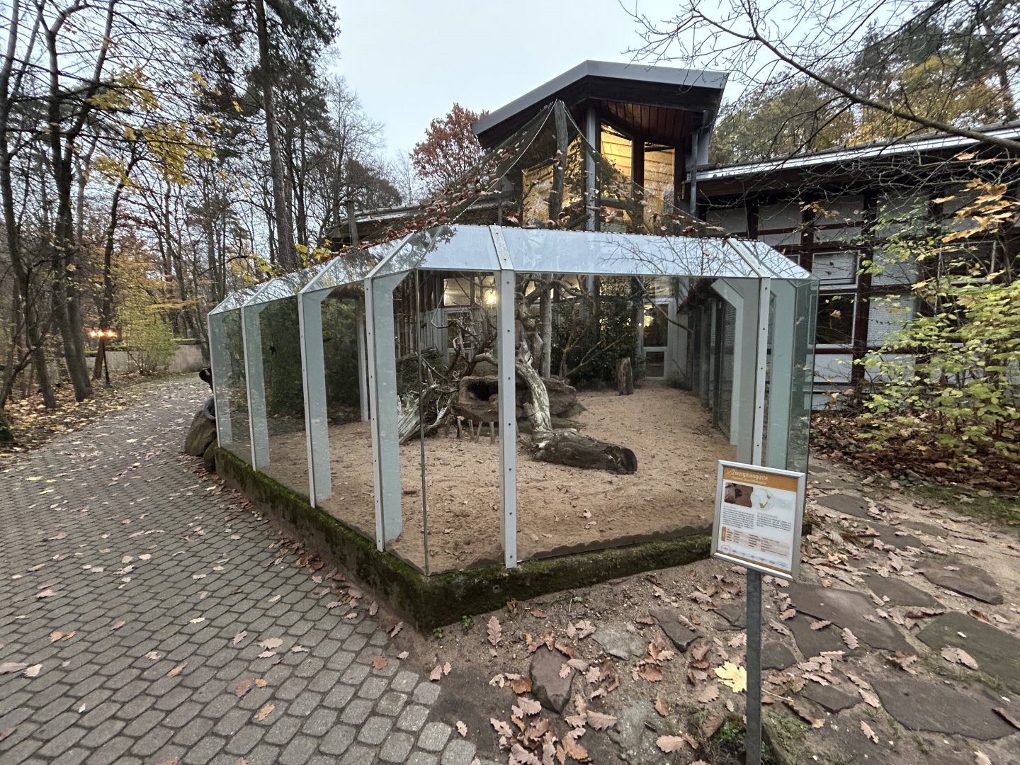 Dwarf Mongoose Exhibit