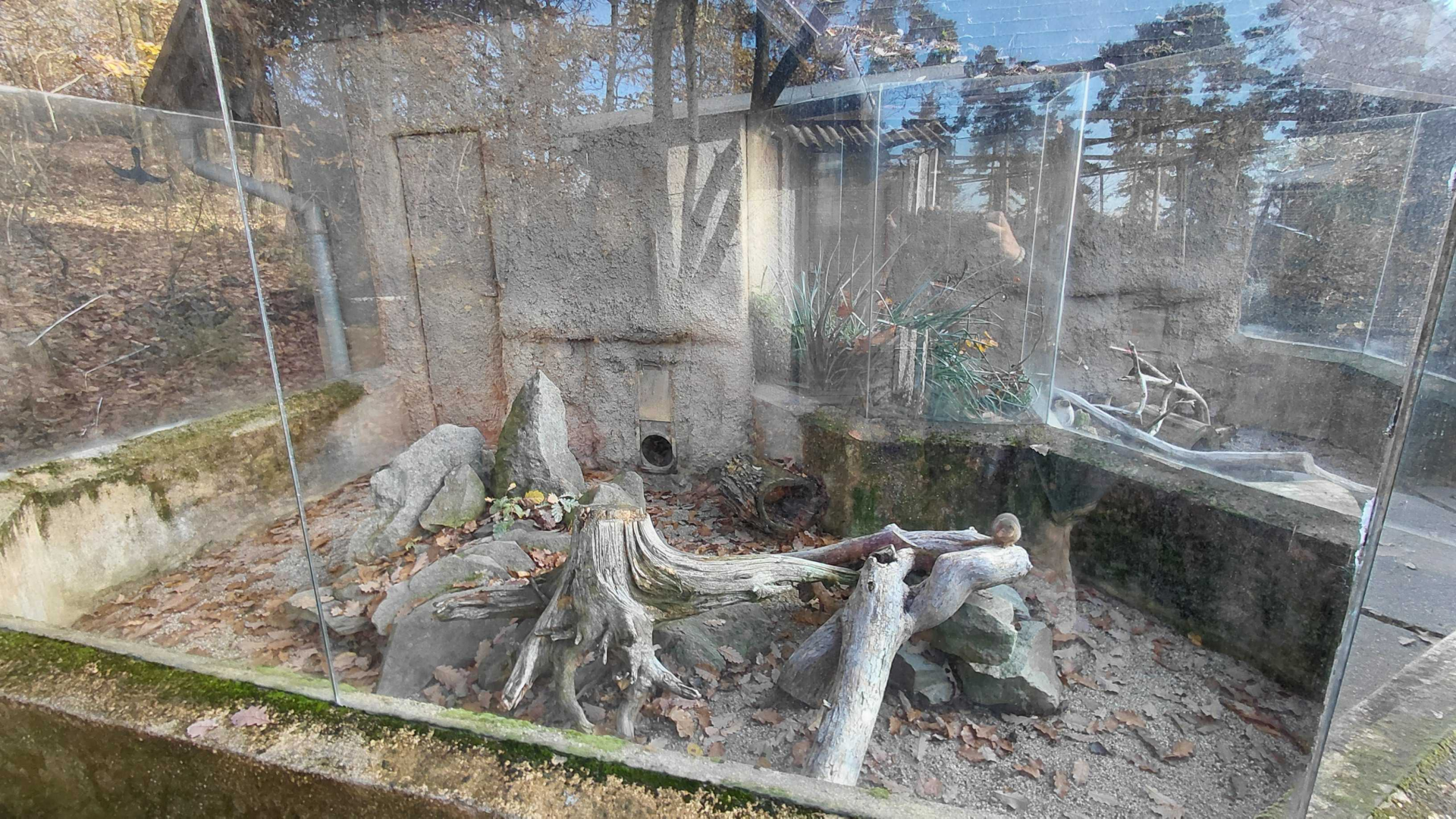 Dwarf mongoose exhibit