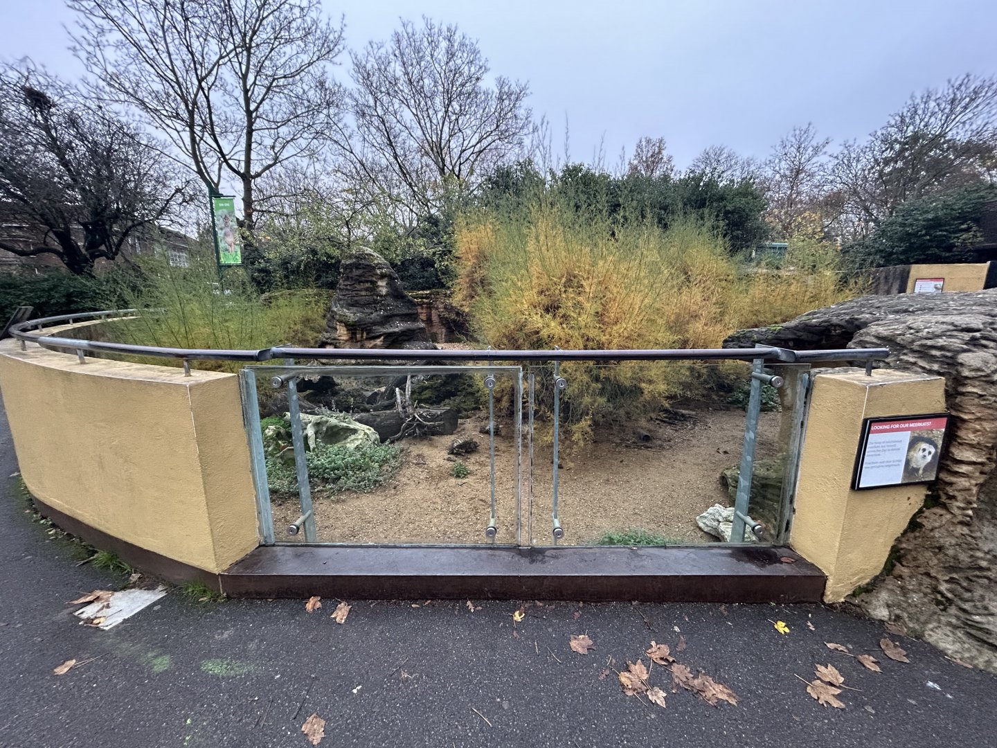 Dwarf Mongoose Exhibit